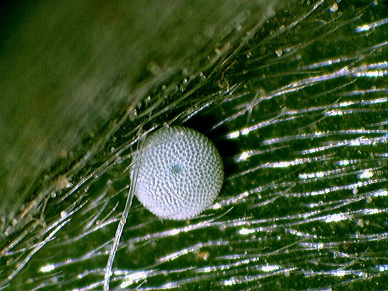 File:Mission blue butterfly egg macro insect picture.jpg - Wikimedia ...