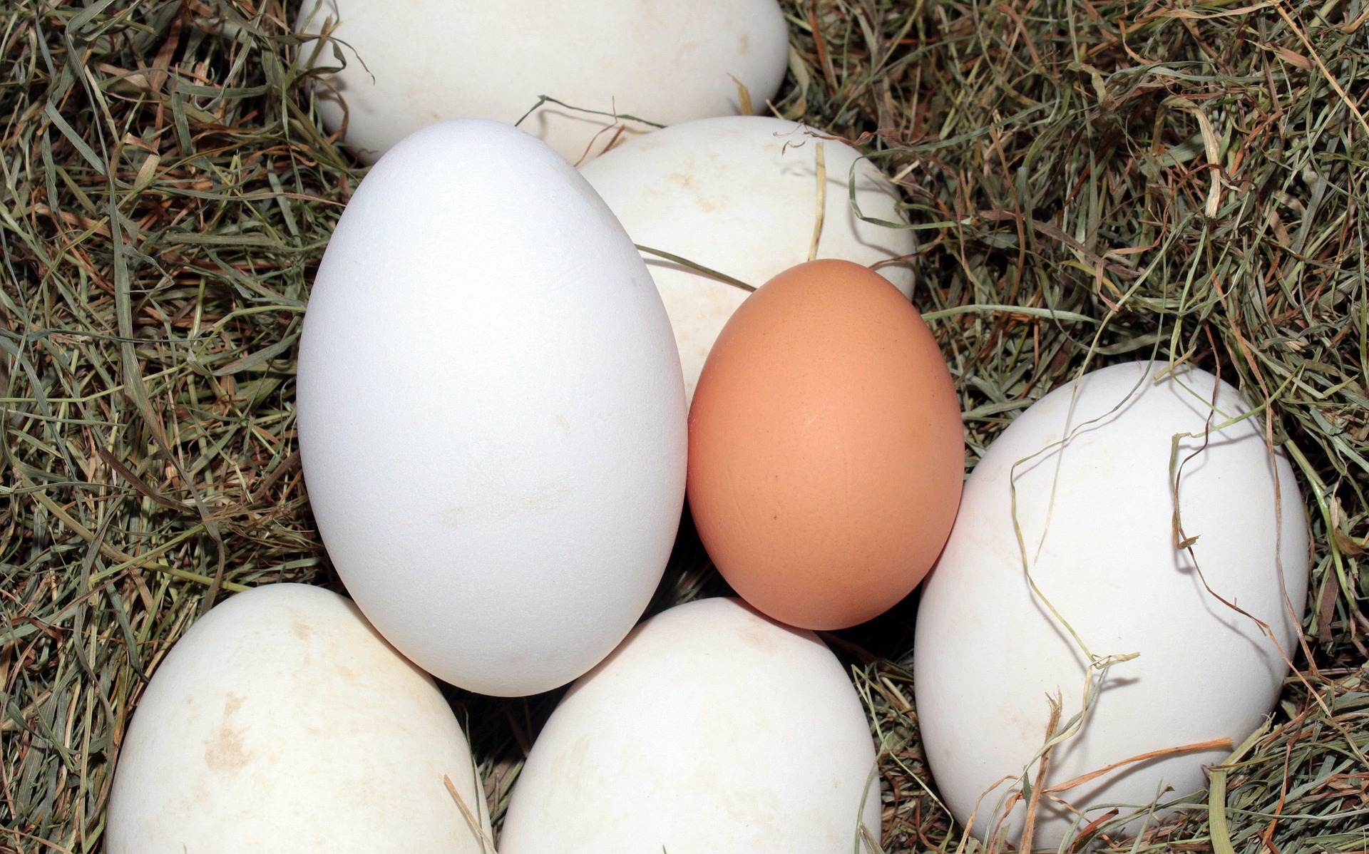 Macro eggs photo