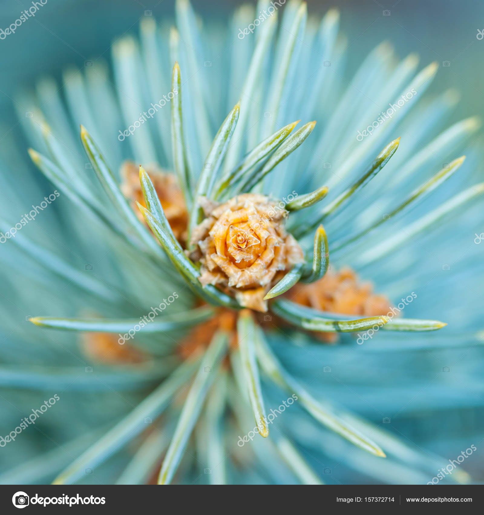 Blue Fir Sprout Macro — Stock Photo © nechaev-kon.yandex.ru #157372714