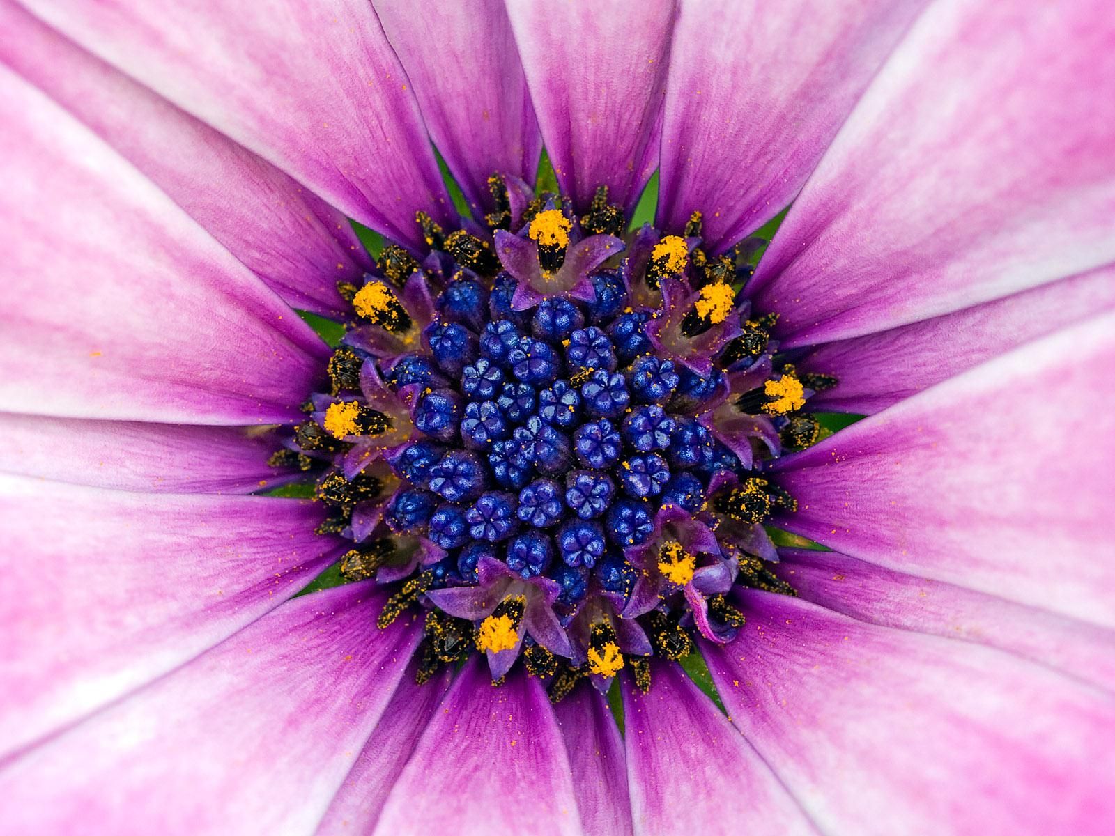 Macro flower photography - Flower Pictures | Art Subjects ...