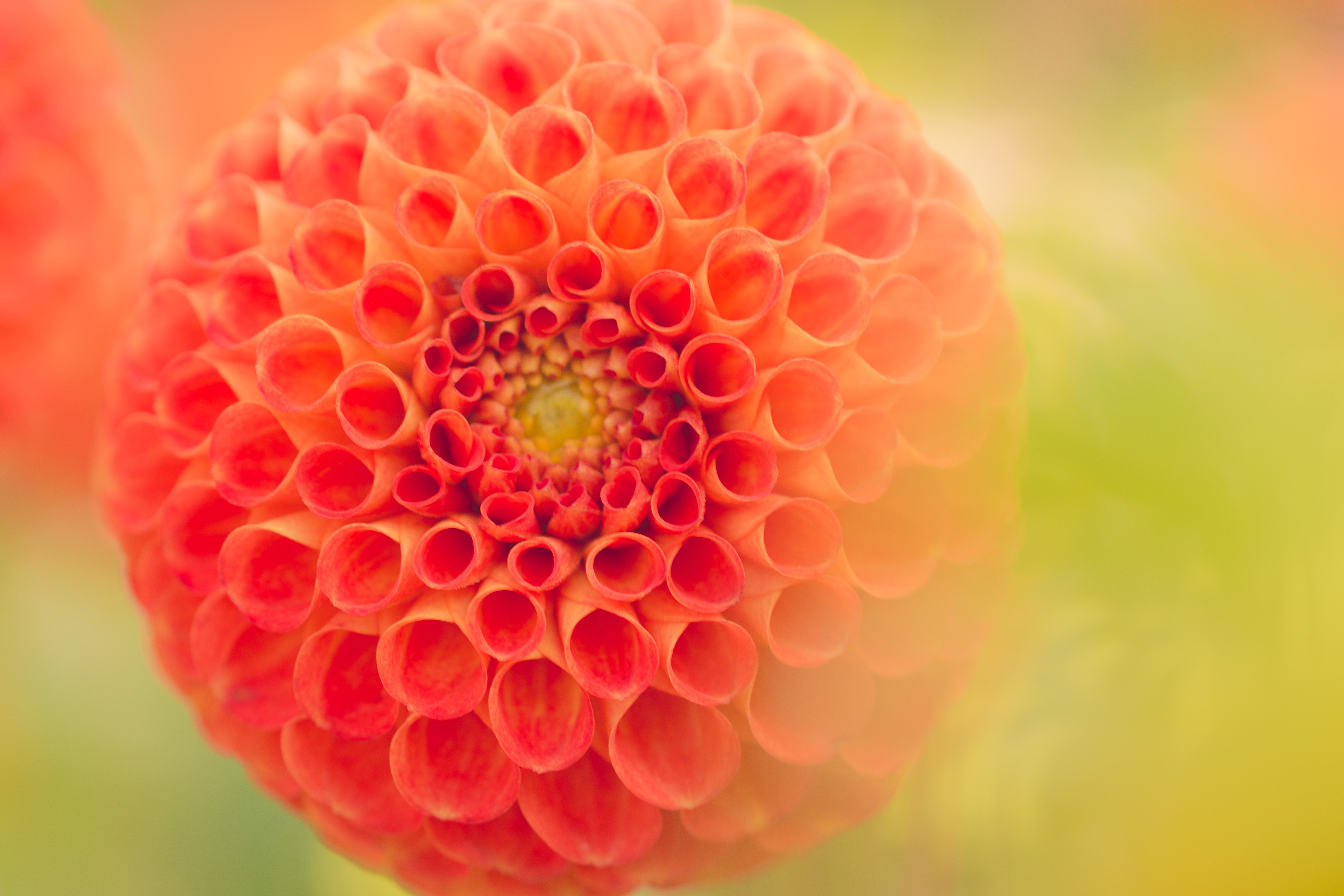 21 Beautiful Macro Photos Of Flowers That Will Have Your Heart Blooming