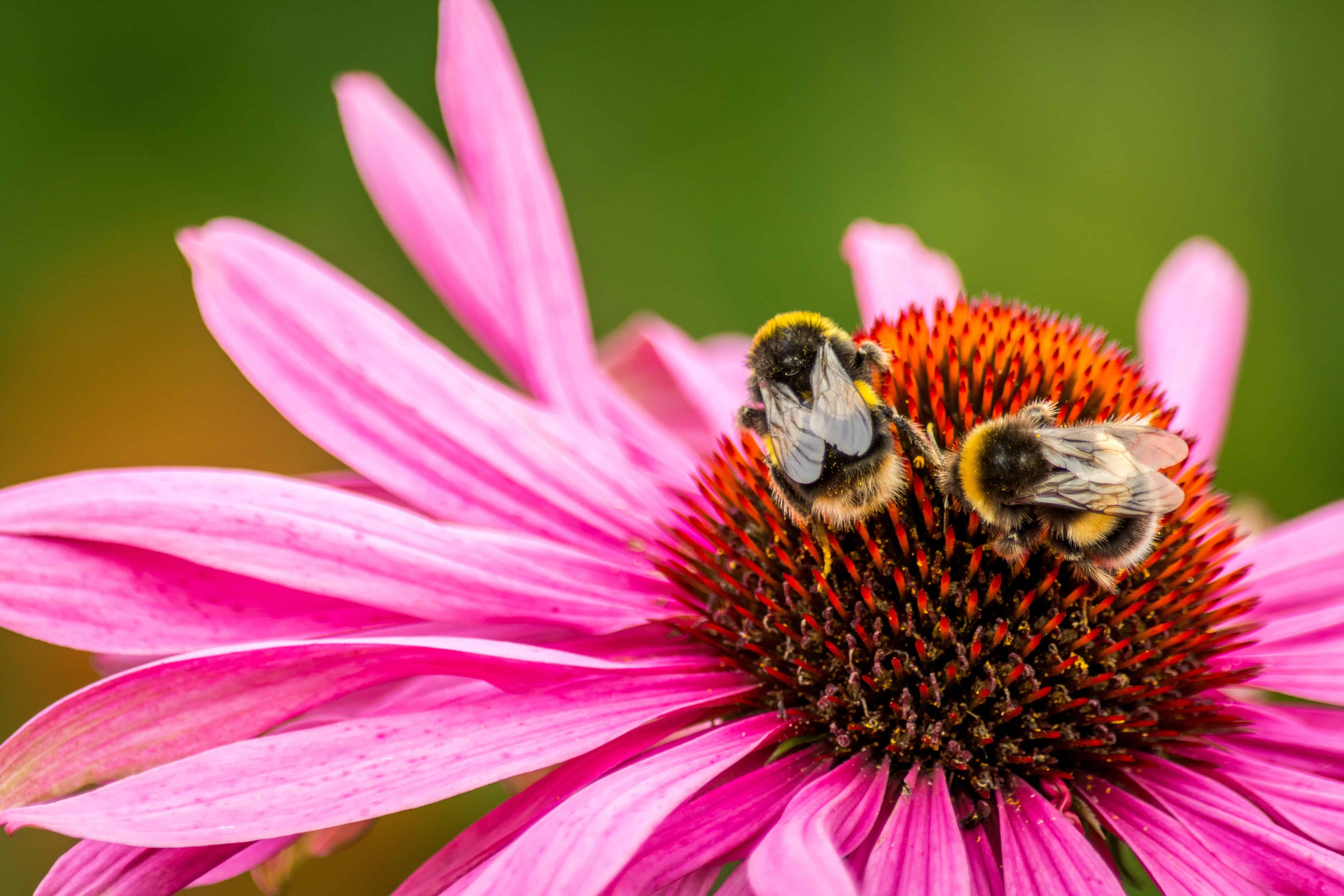Free picture: pollen, bee, nature, garden, summer, insect, macro, flower