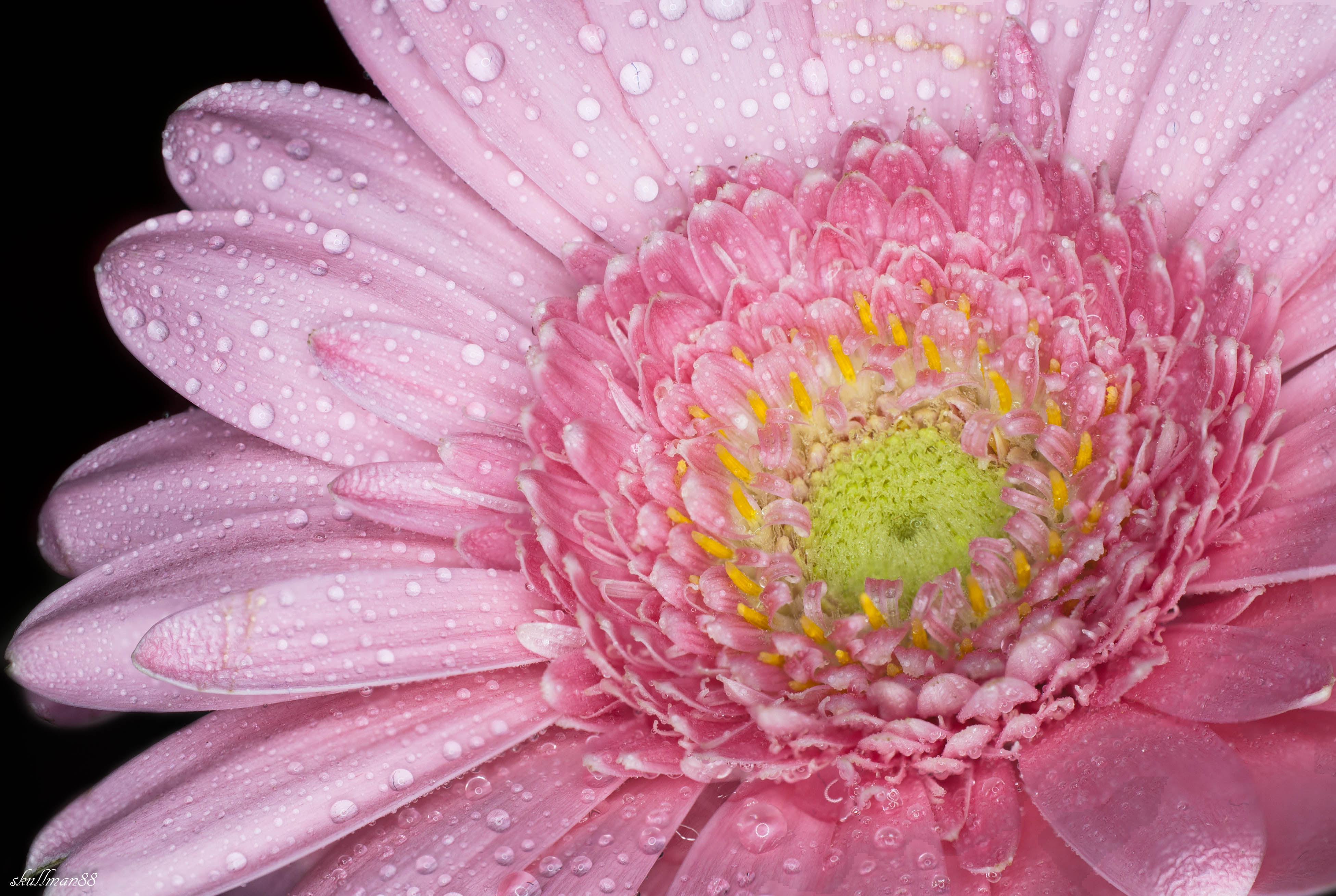 Pink Gerbera flower in macro shot photography, marguerite, rose HD ...