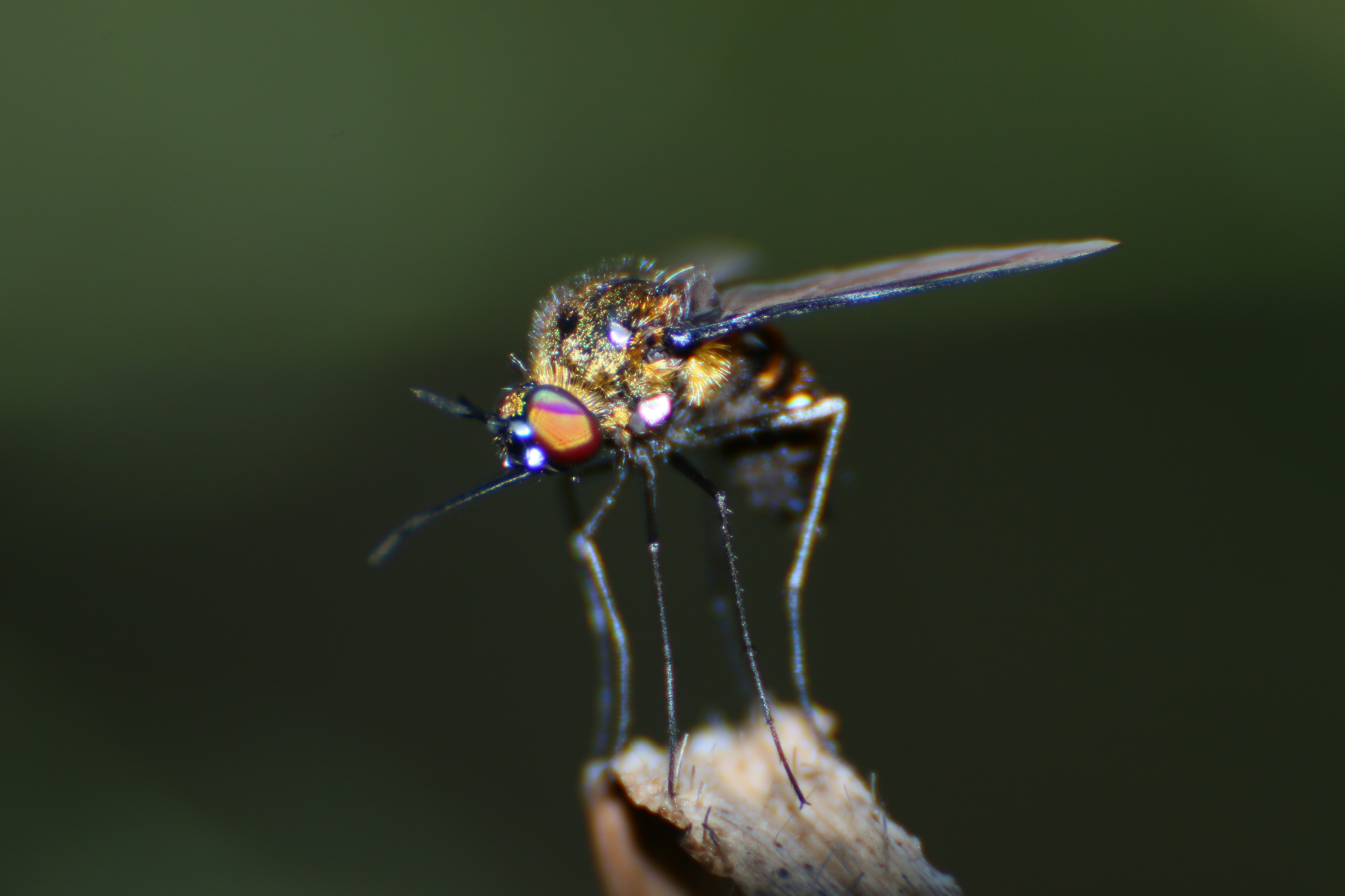 Macro fly photo