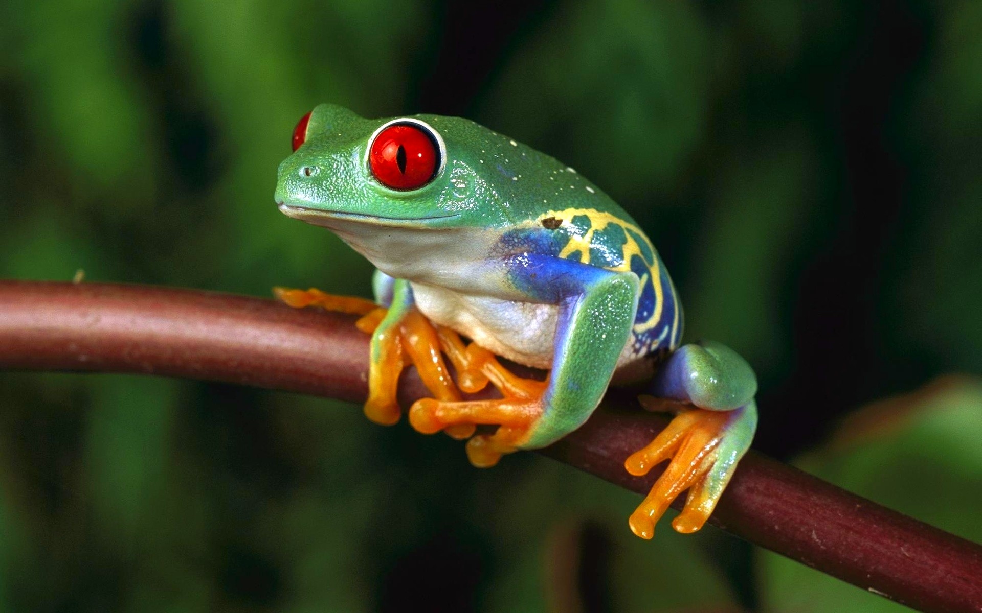 Women frogs macro depth of field red-eyed tree frog amphibians ...