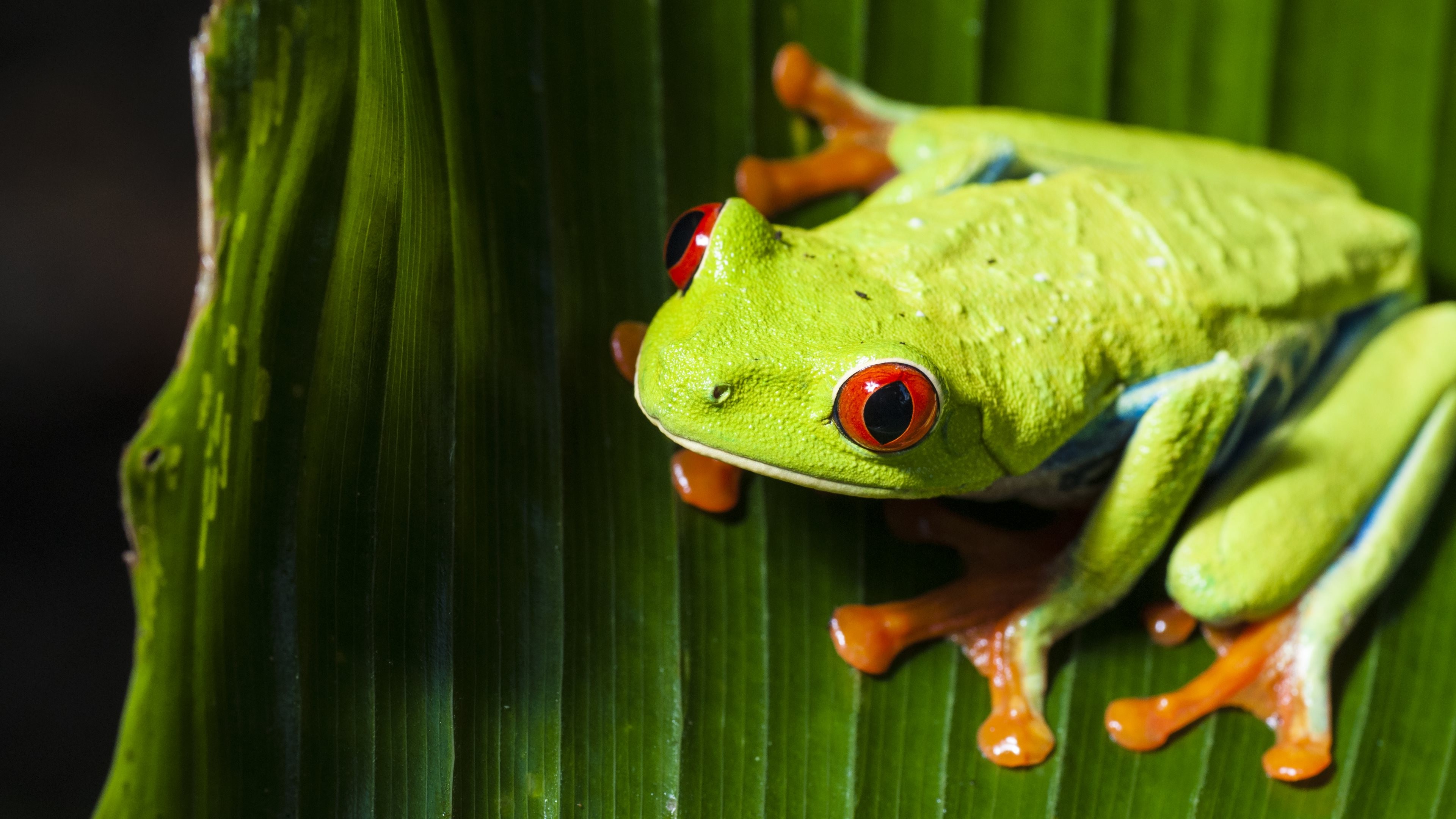 Wallpaper : animals, nature, green, amphibian, Red Eyed Tree Frogs ...