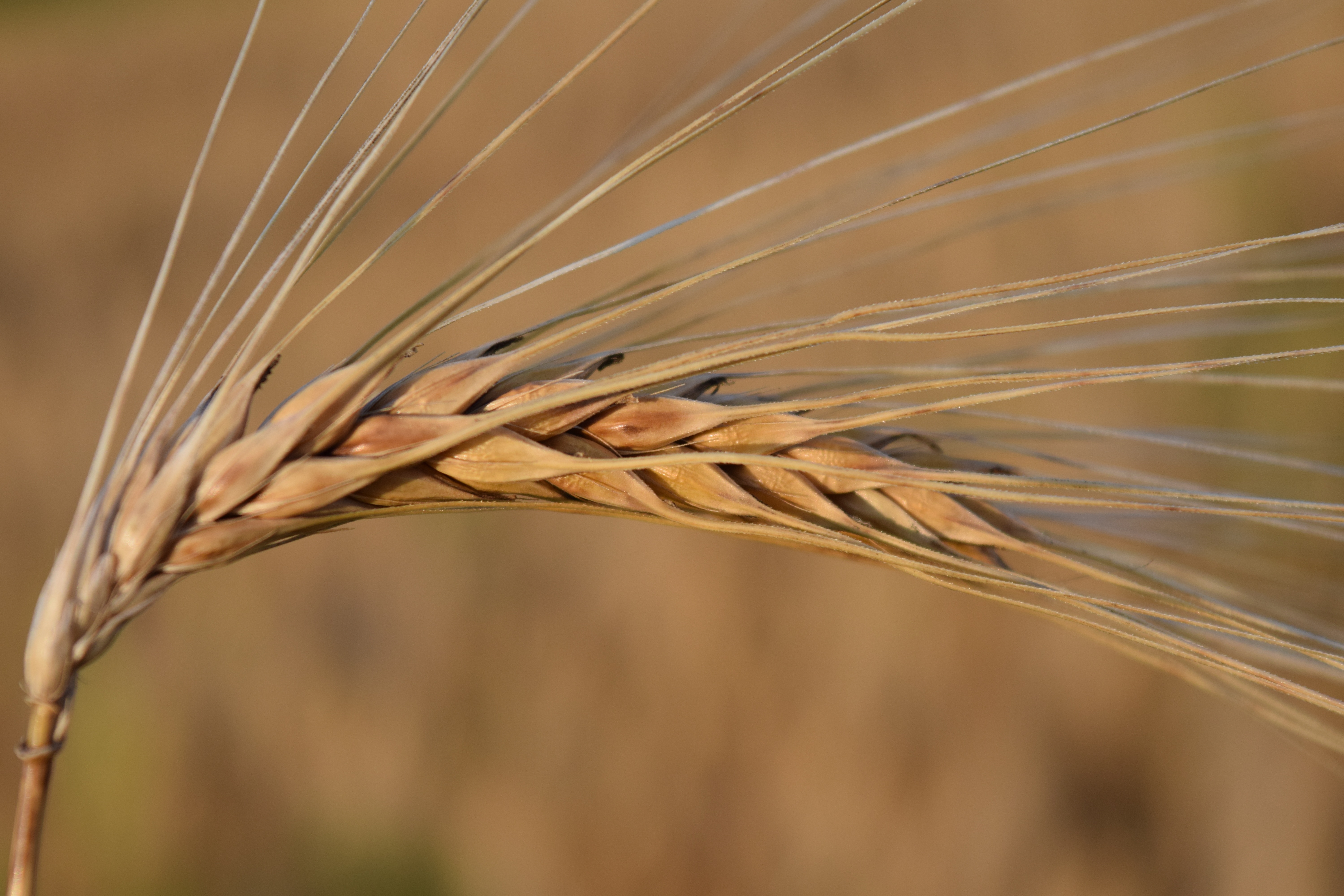 Free Images : field, crop, brown, ear, agriculture, cereal, close up ...