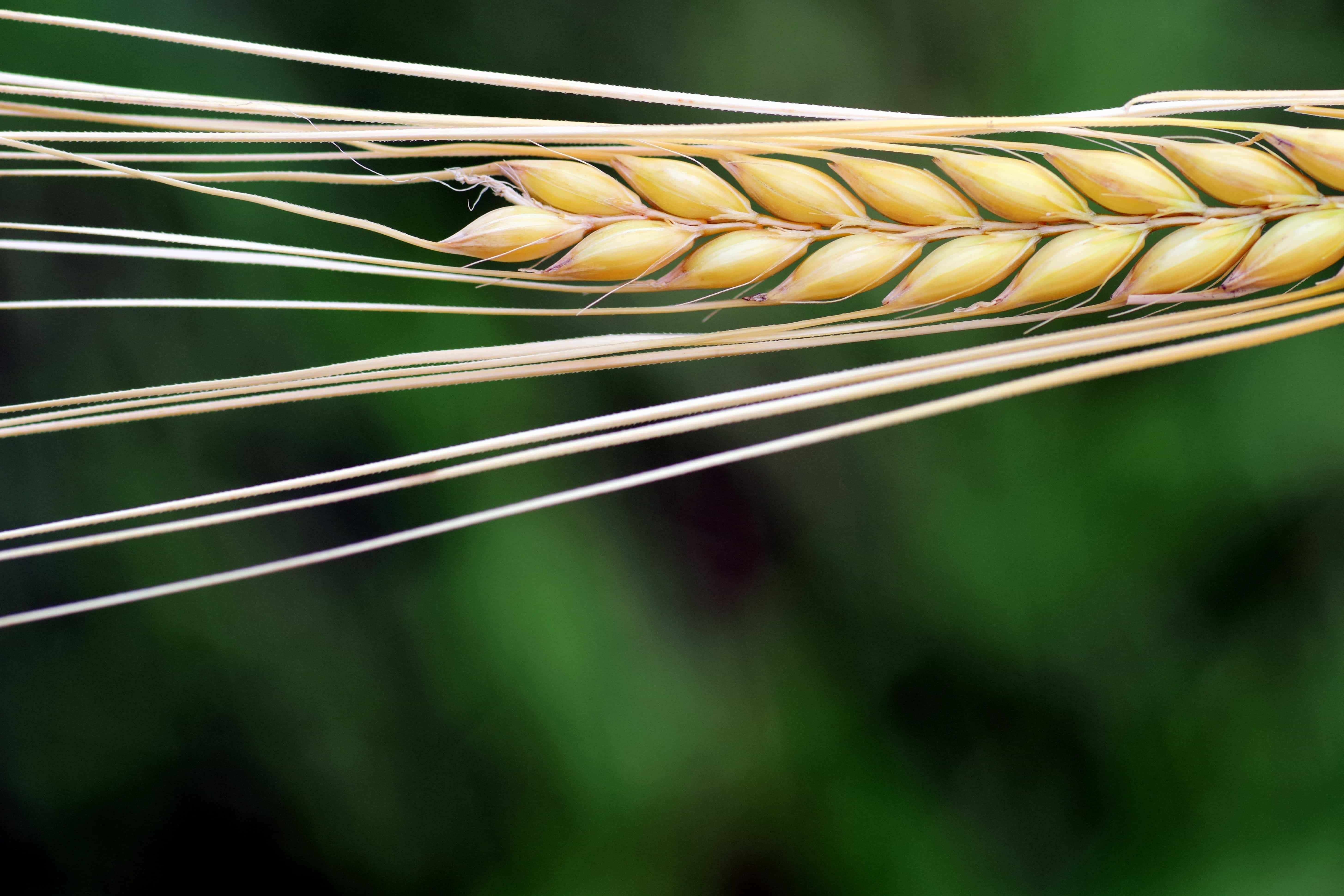 Free picture: grain, macro, detail, daylight, plant, agriculture ...