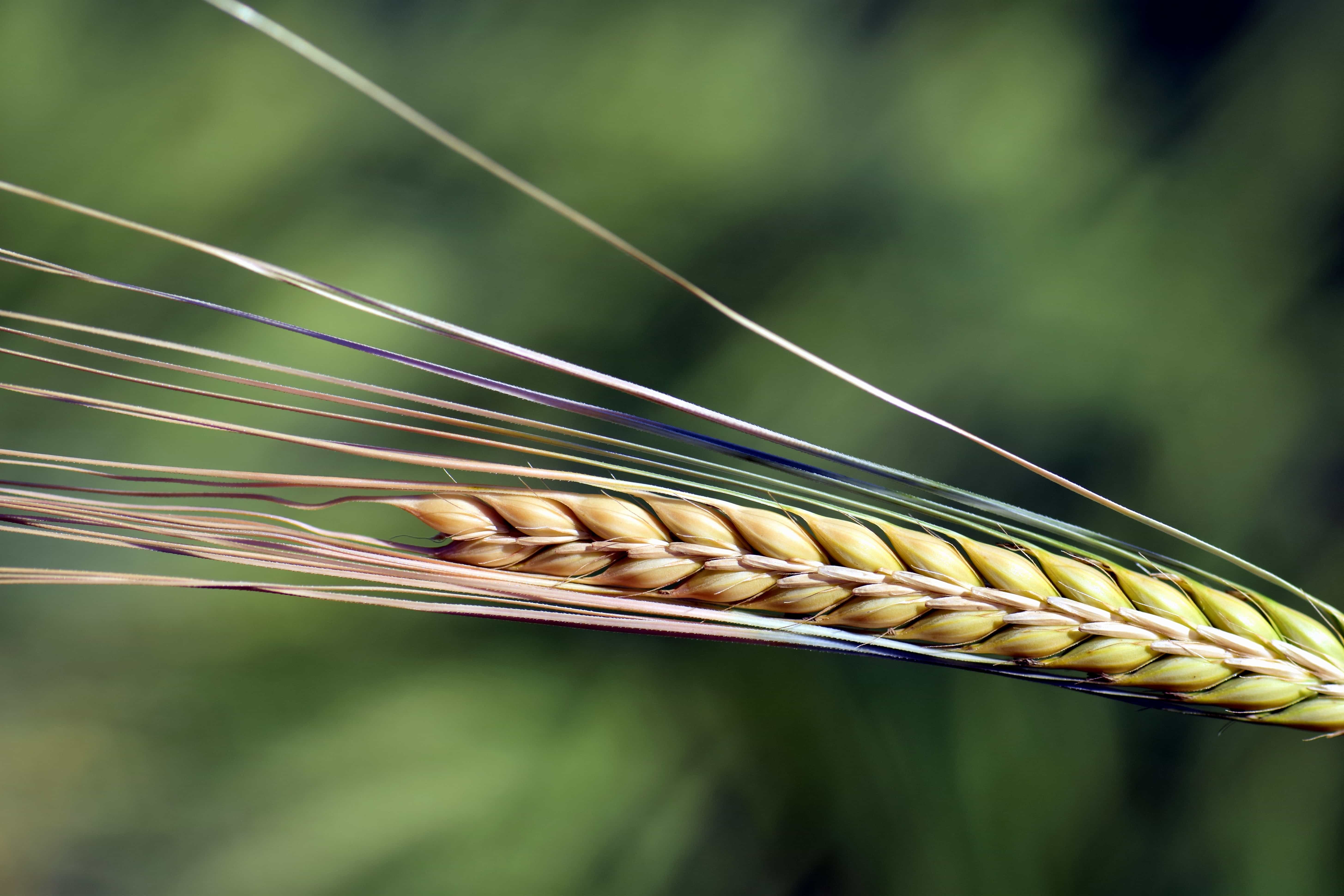 Free picture: food, summer, grain, plant, agriculture, grain ...