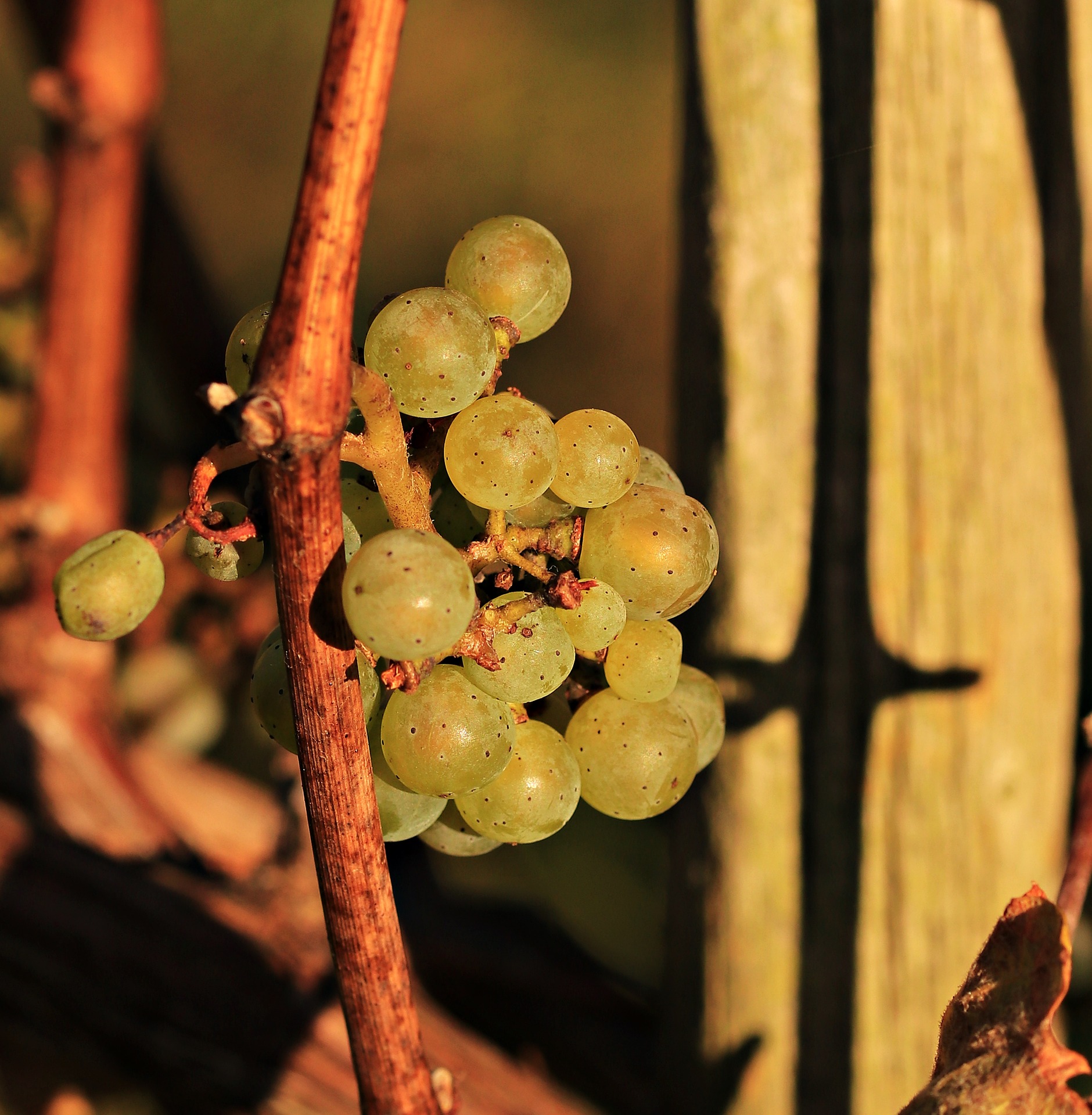 Macro grapes photo