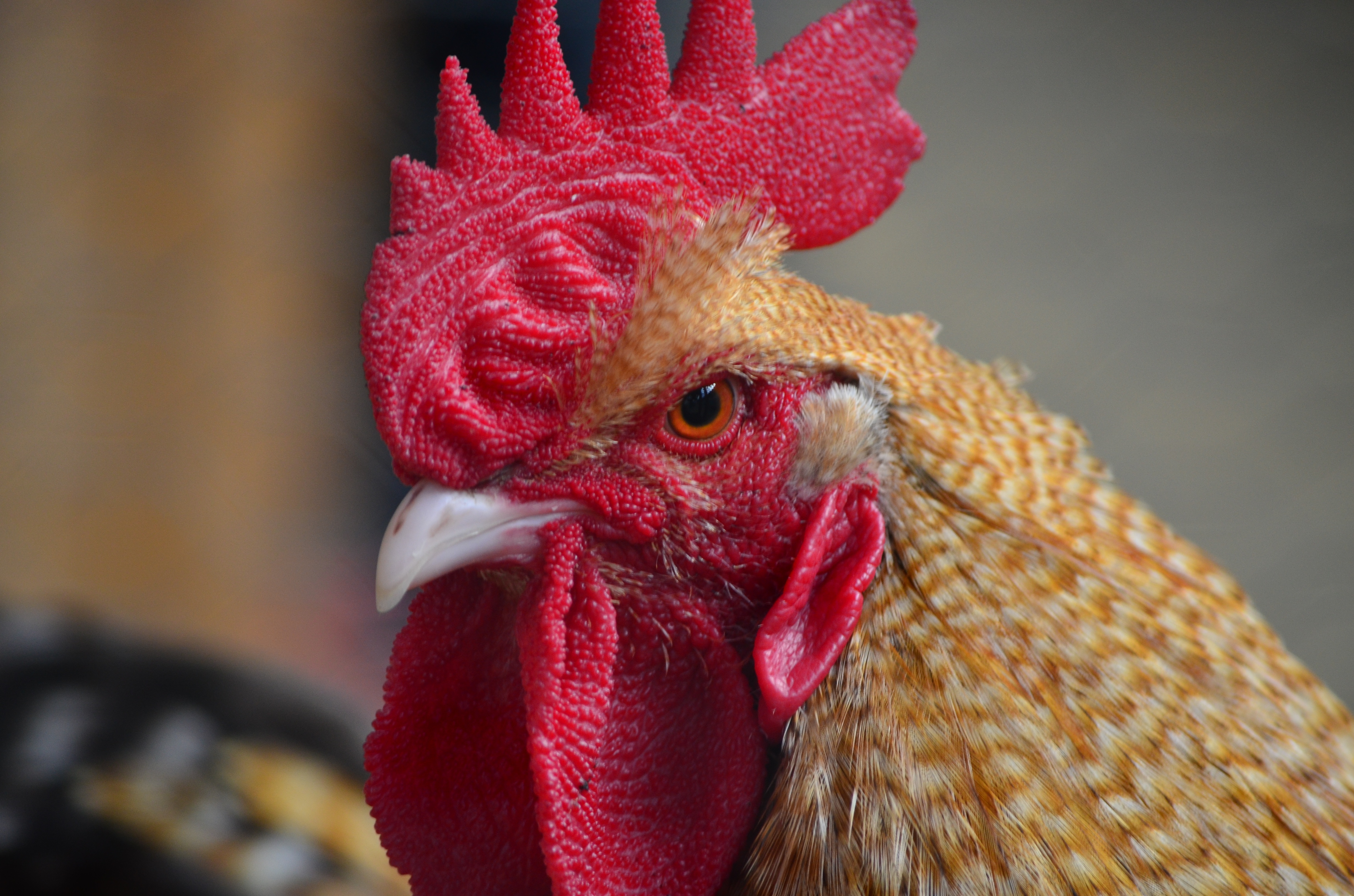 Free Images : bird, flower, red, beak, livestock, chicken, rooster ...