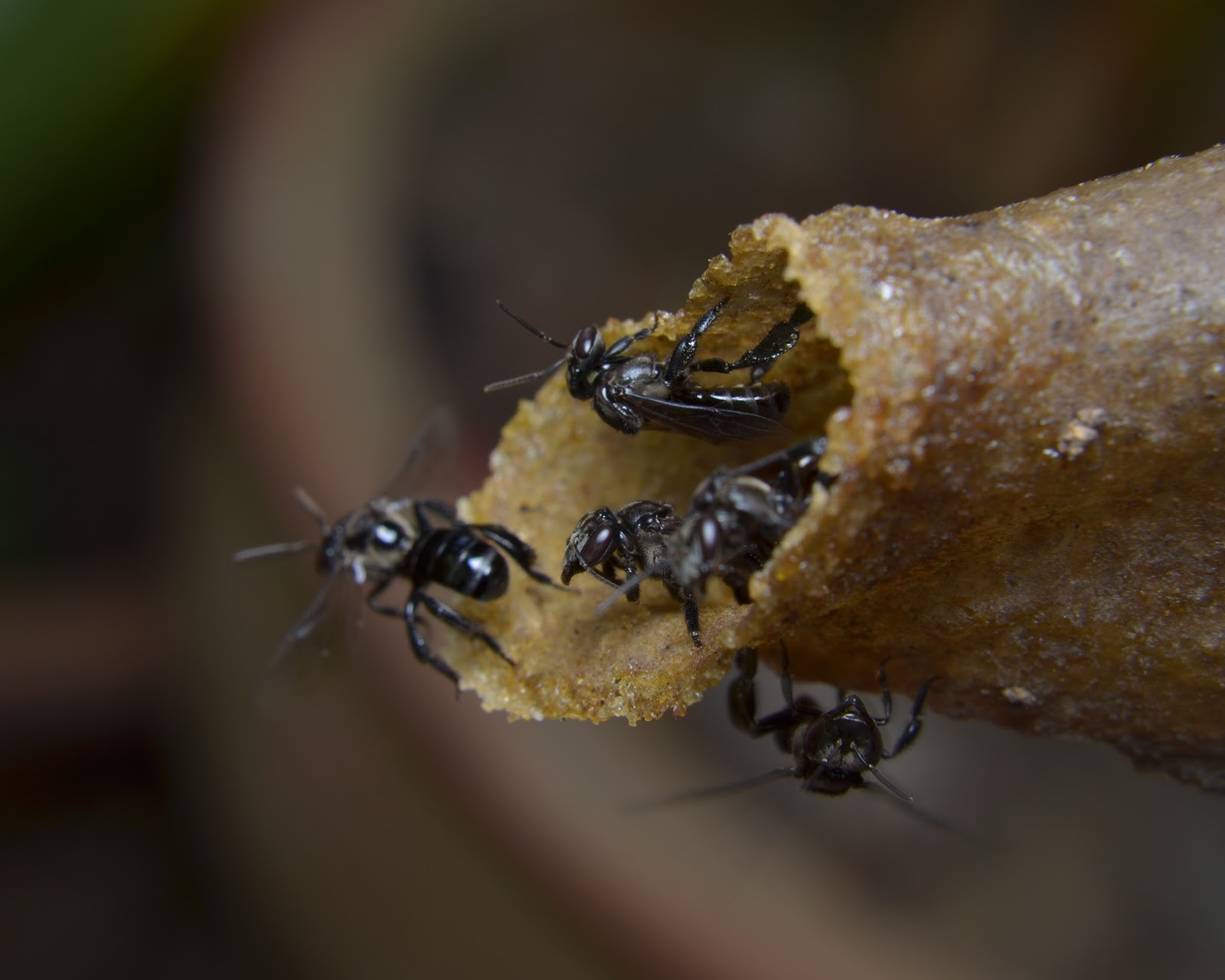 MADU KELULUT HUTAN PALAS: MACRO KELULUT