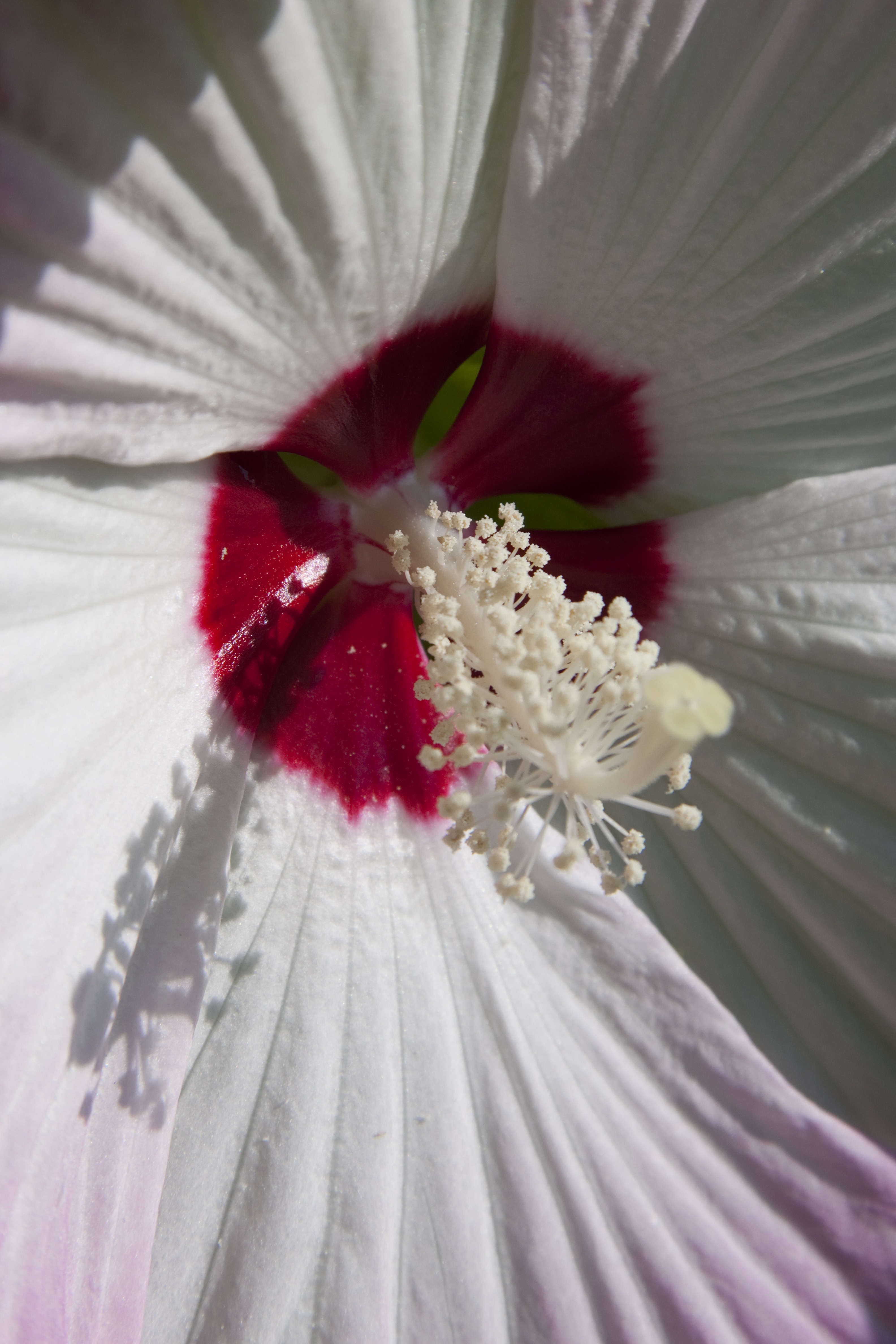 Macro hibiscus photo
