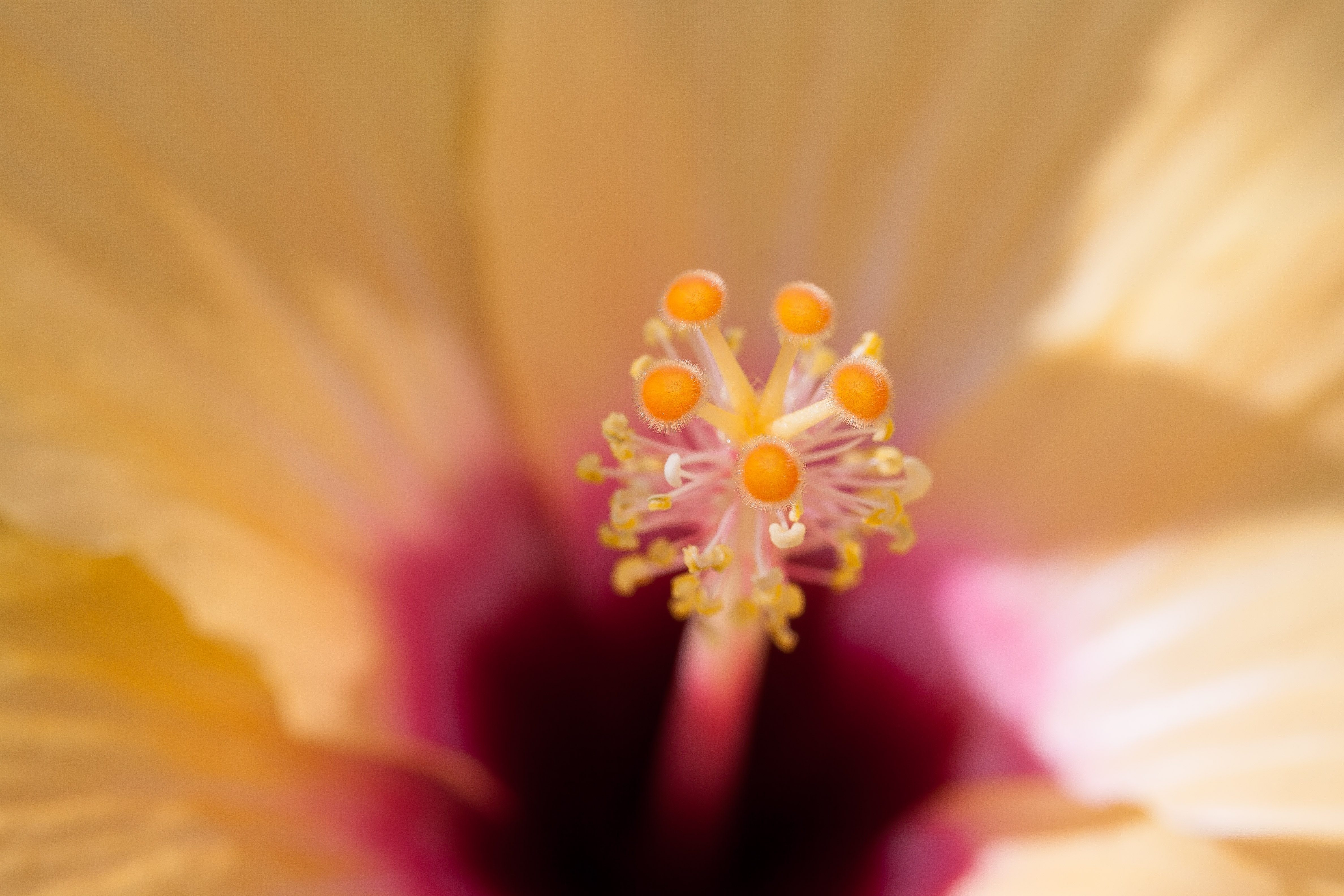 Macro hibiscus photo