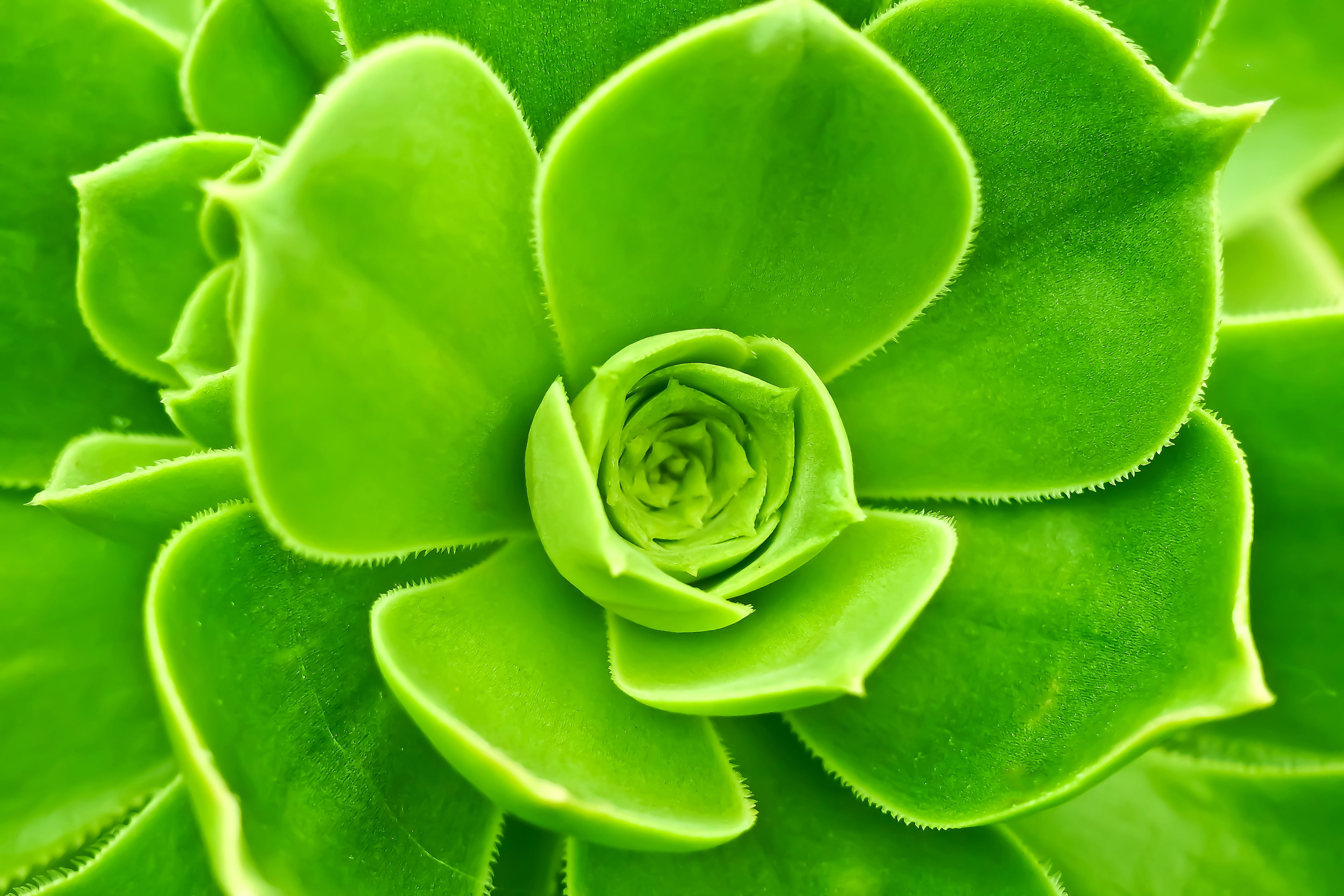 Macro shot photo graphy of succulent plant HD wallpaper | Wallpaper ...