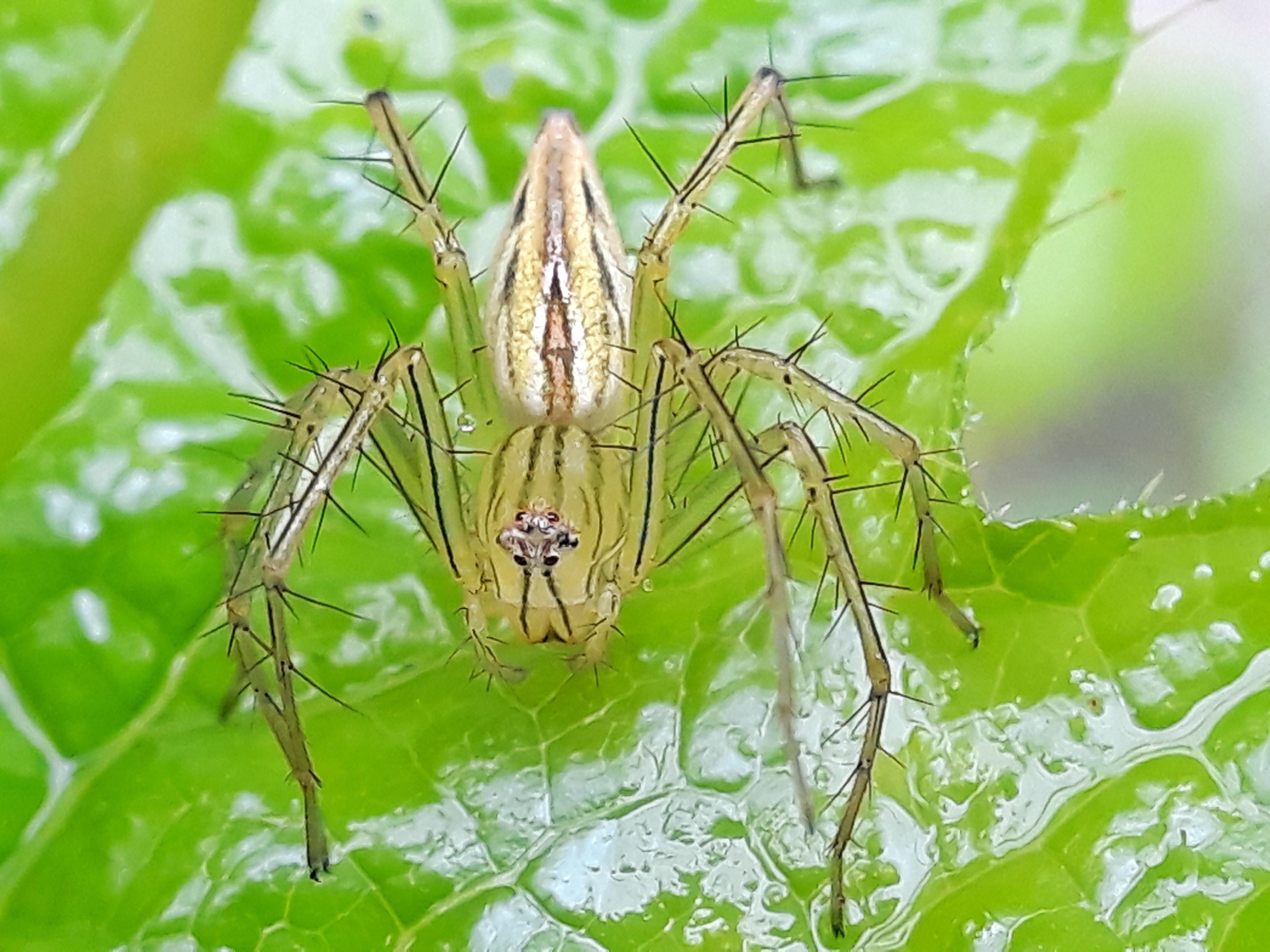 Spider with Thorny Legs [Laba-laba dengan Kaki Berduri] — Steemit