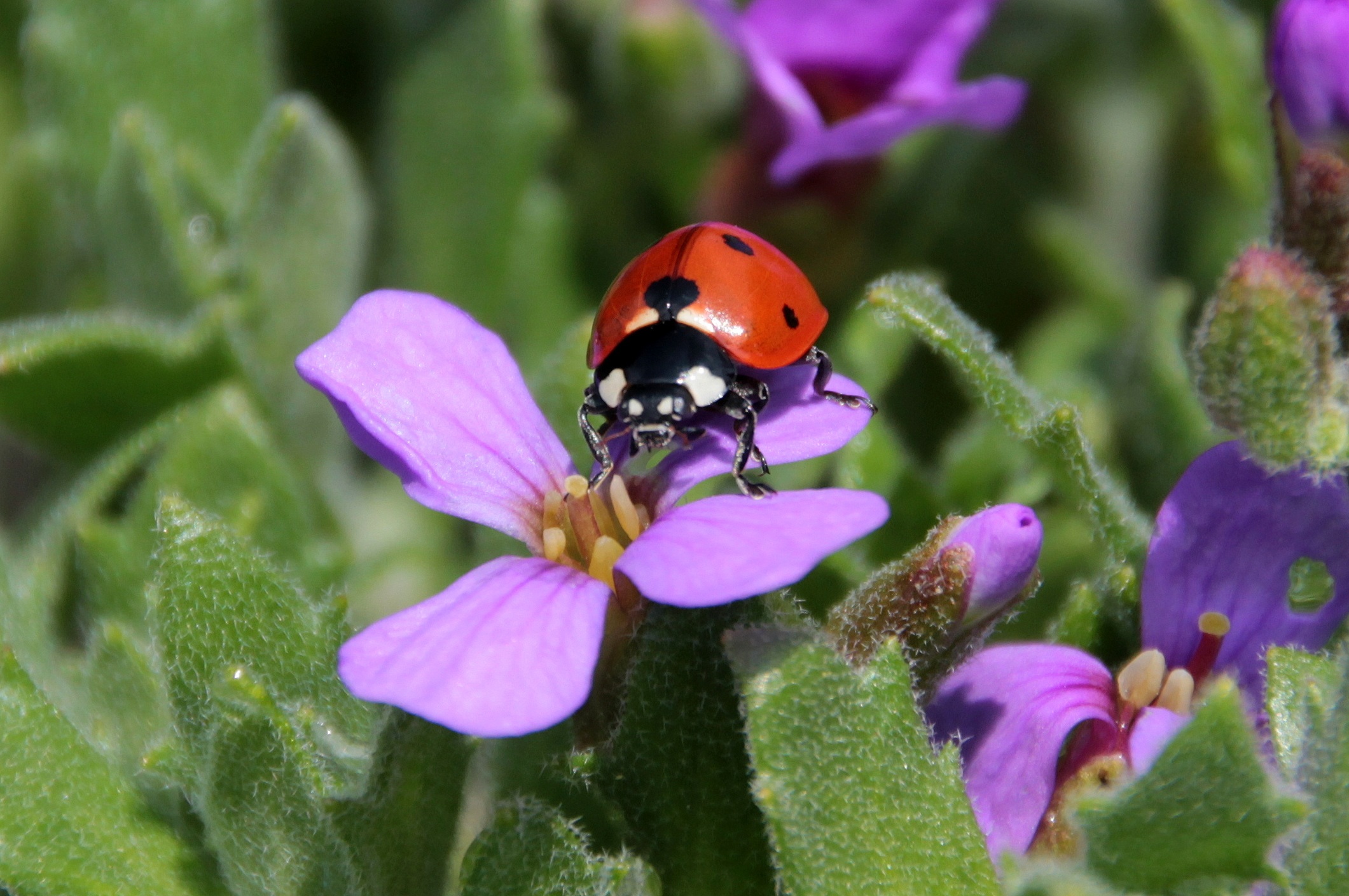 Macro ladybug photo