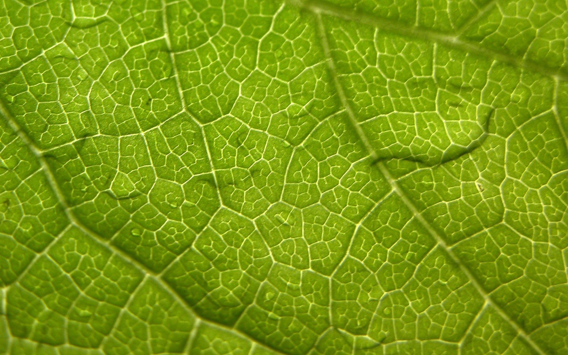 nature, leaf, leaves, macro - Free Wallpaper / WallpaperJam.com