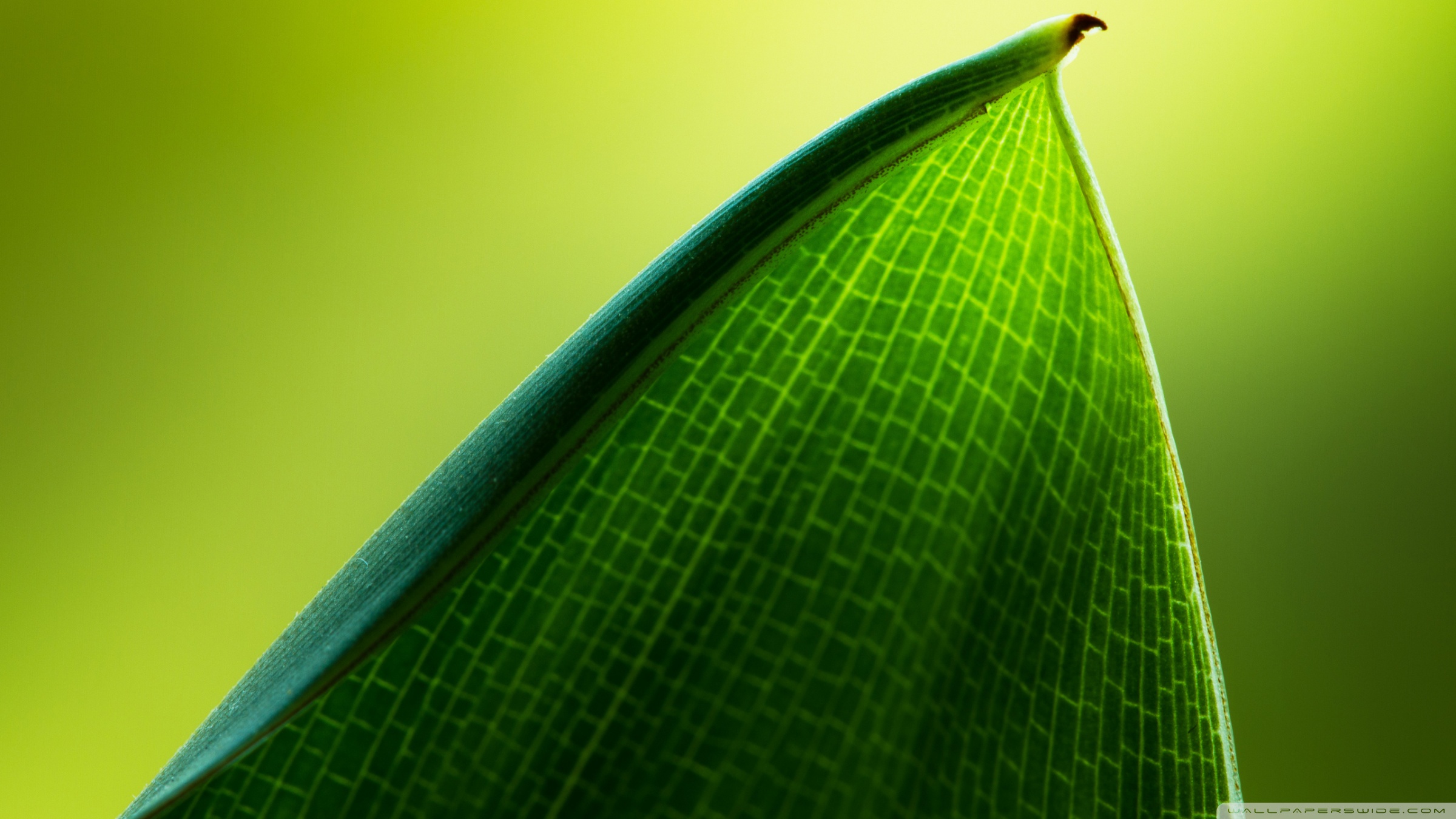 Green Leaf Macro ❤ 4K HD Desktop Wallpaper for 4K Ultra HD TV ...