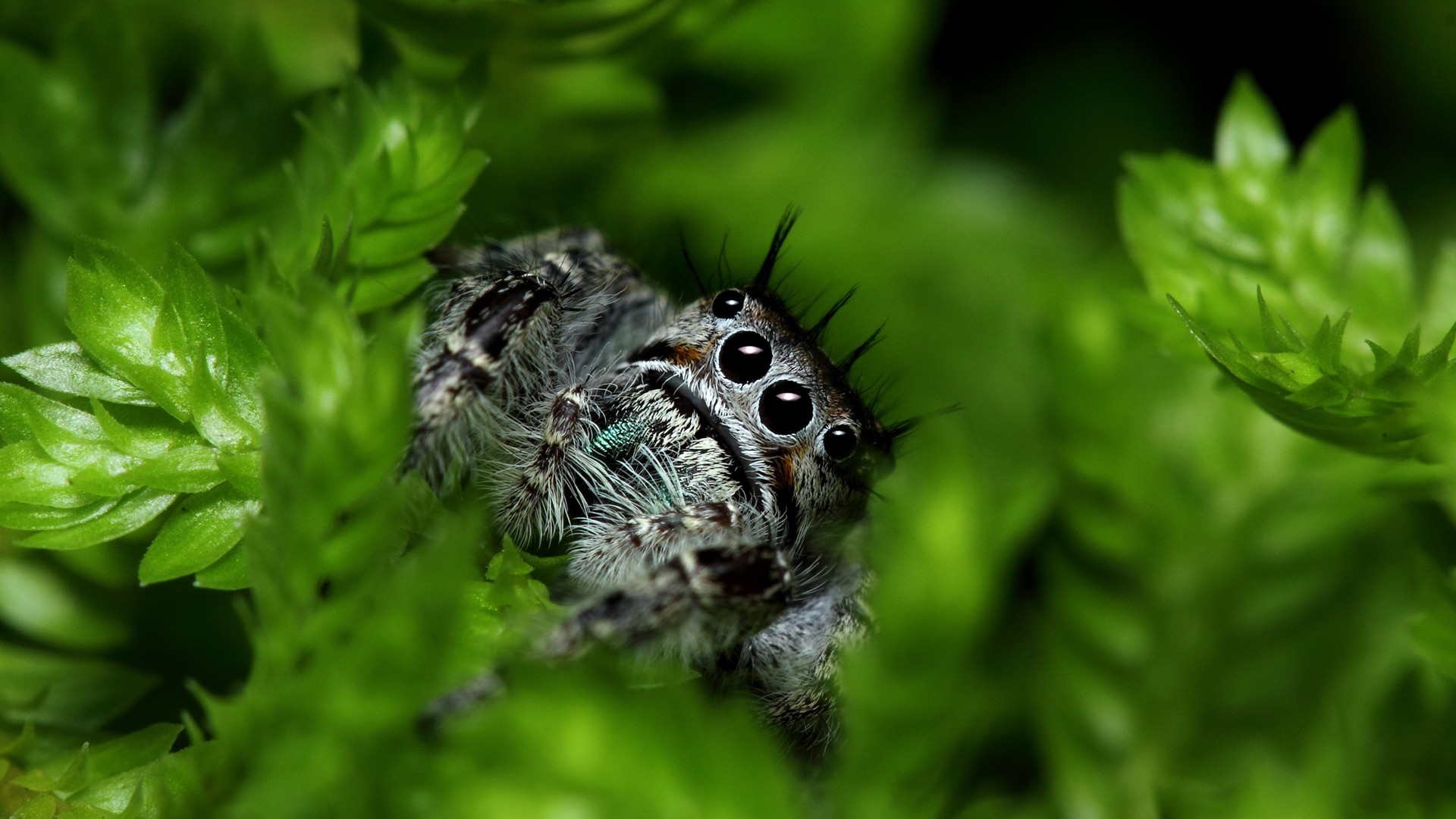 Nature leaves macro spiders jumping spider arachnids wallpaper ...