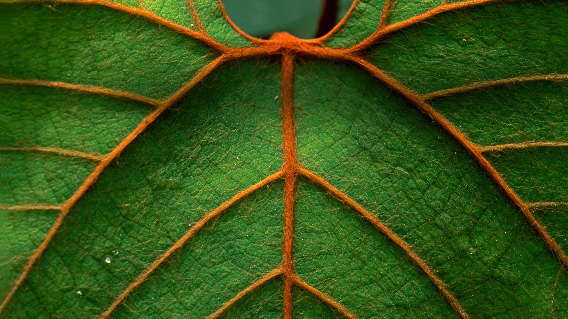nature, macro, leaves, pattern, lines :: Wallpapers
