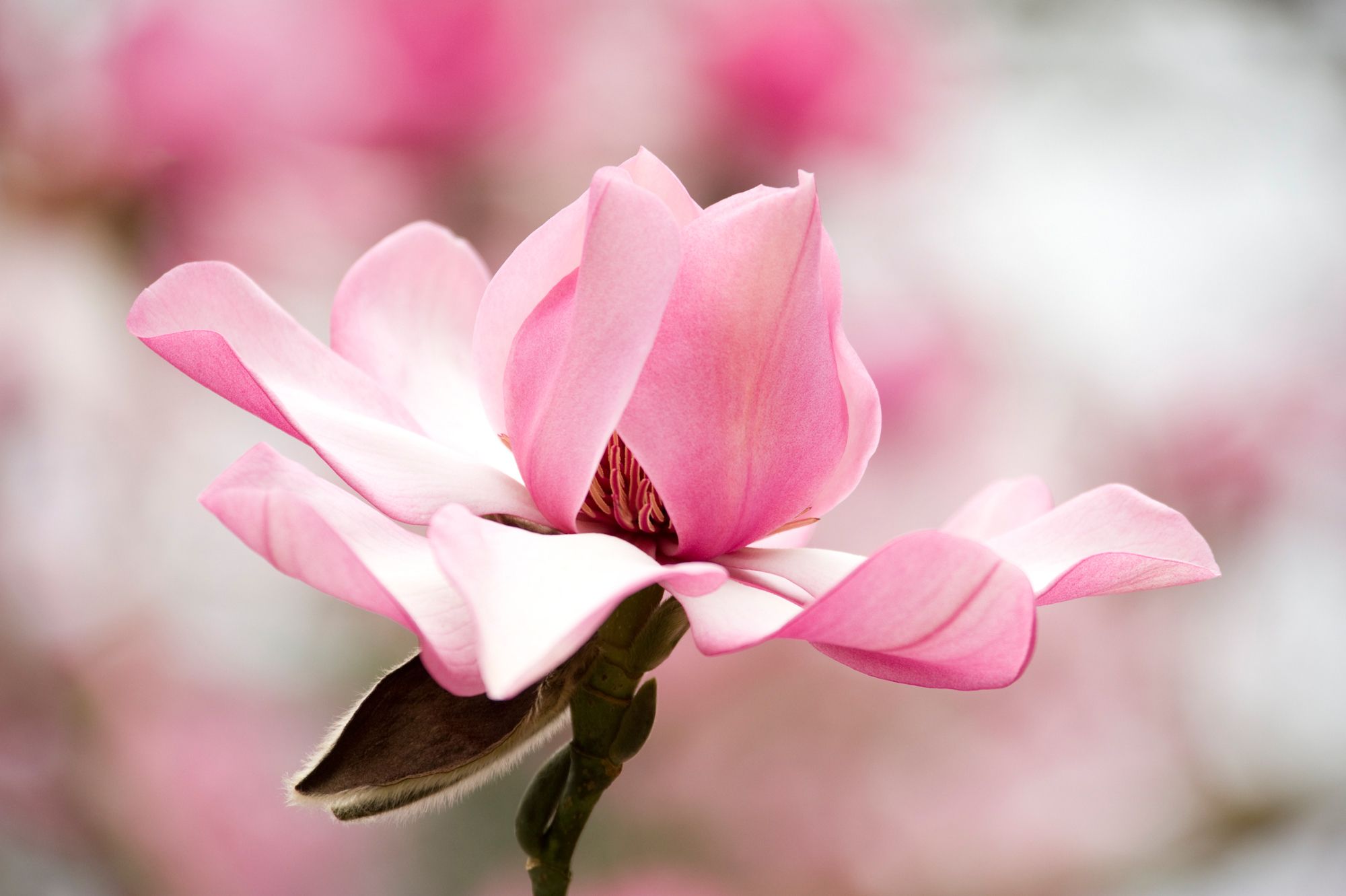 Magnolia 'Kew's Surprise' | Tree Flowers | Pinterest | Magnolia ...
