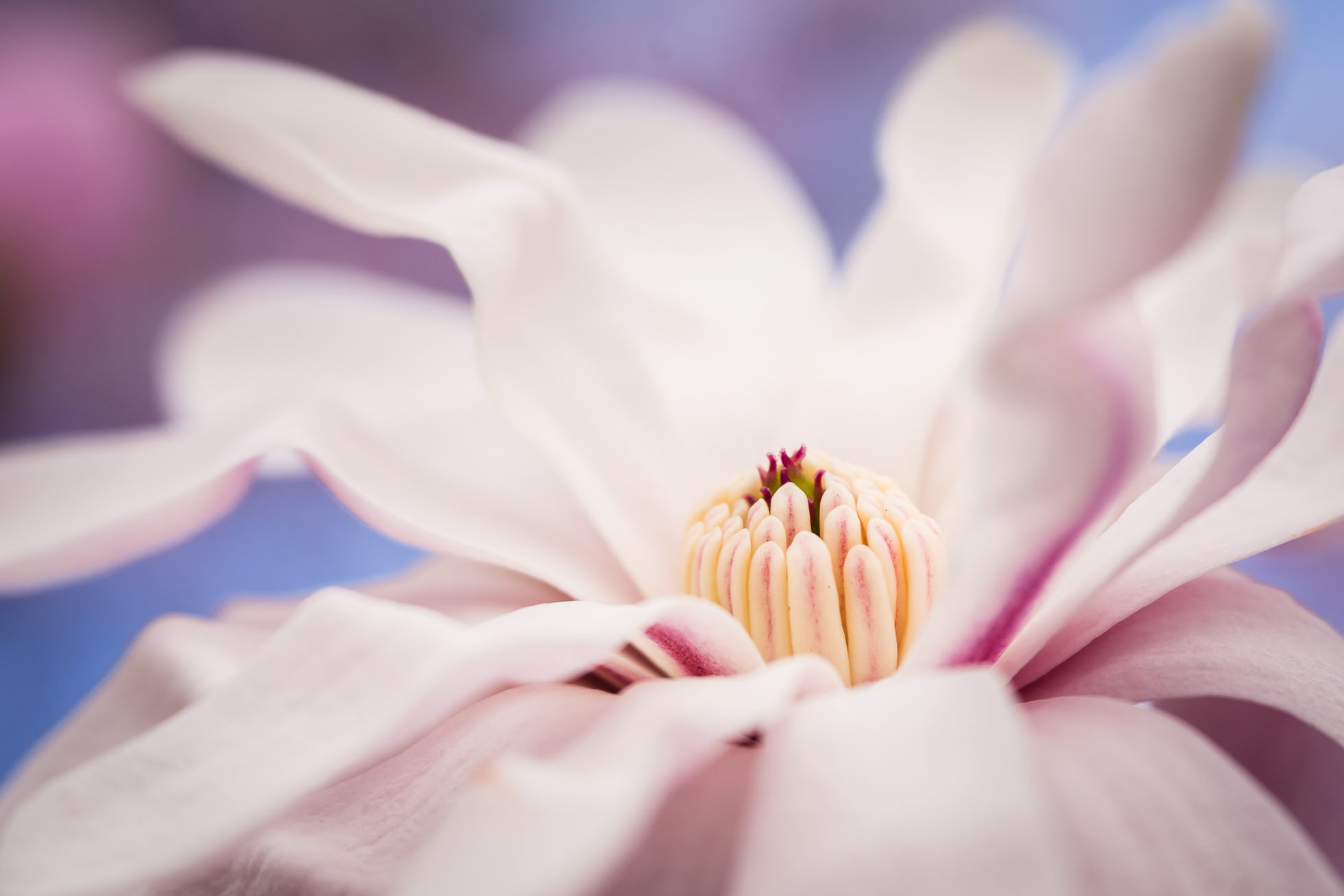 Magnolia Blossom by Jennifer Carr