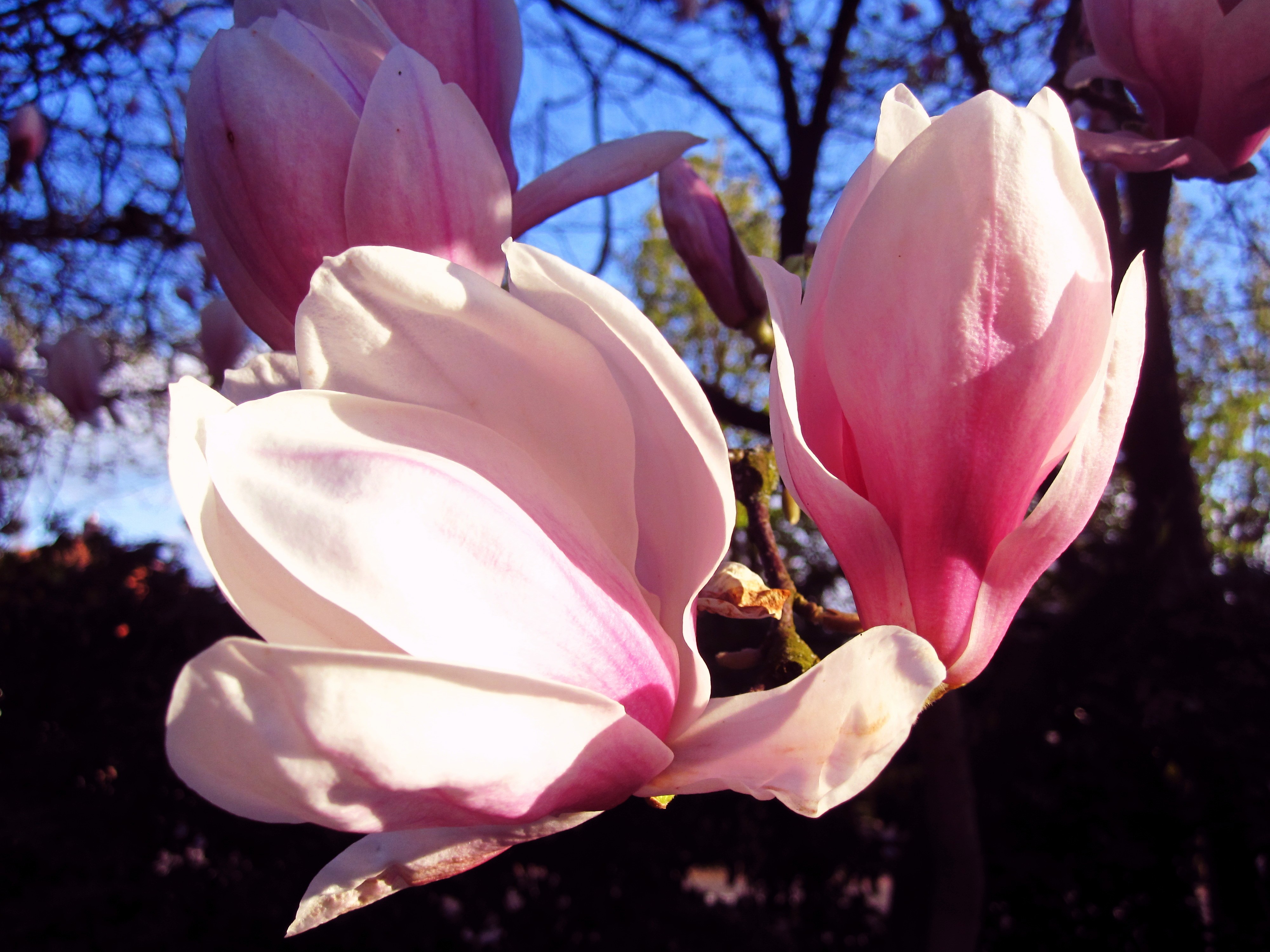 Flowers: Spring Flower Beautiful Magnolia Sky Macro Photgraphy ...