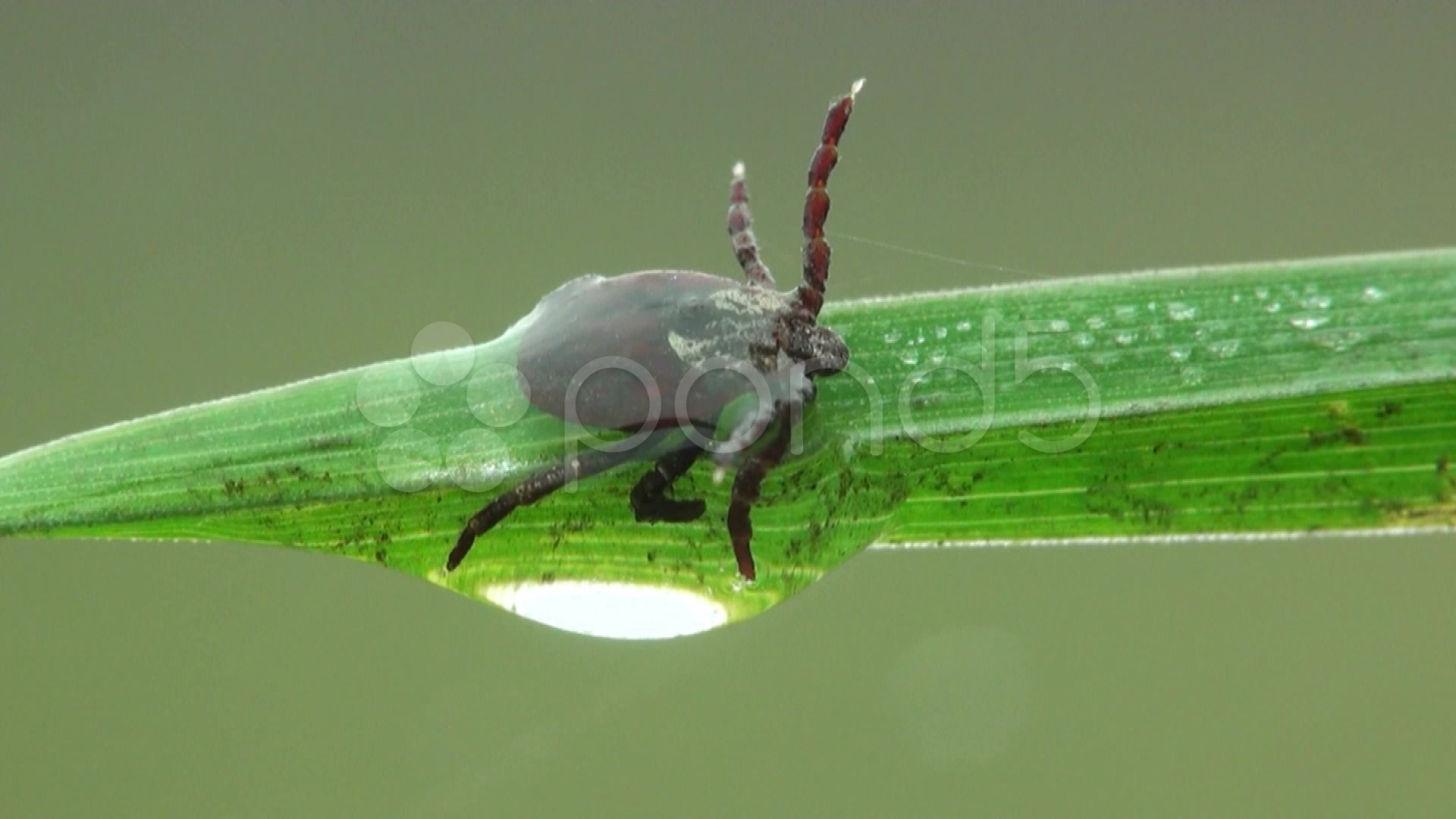 Macro, Mite is sitting on grass ~ Stock Footage #32220628