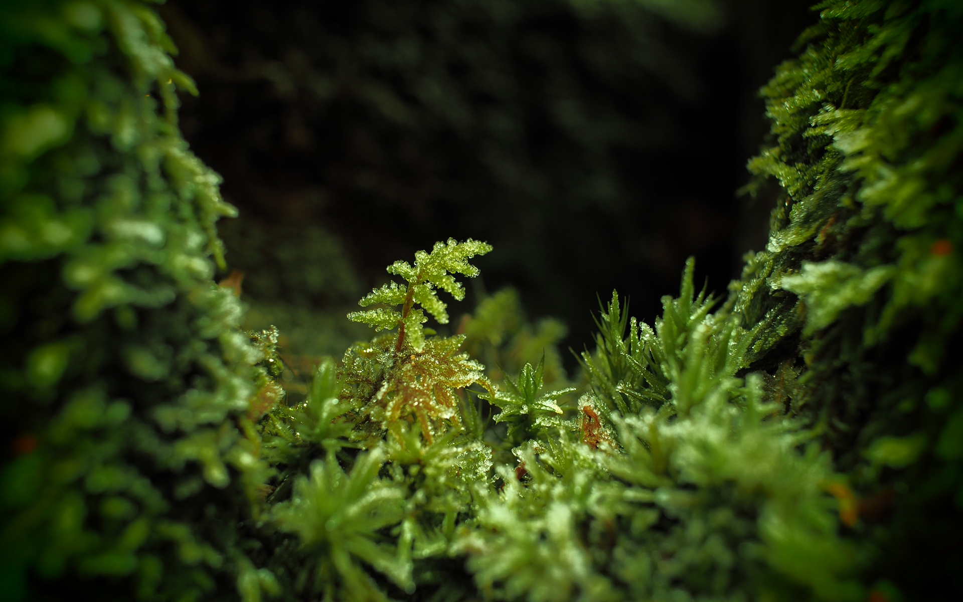 Daily Wallpaper: Macro Moss | I Like To Waste My Time