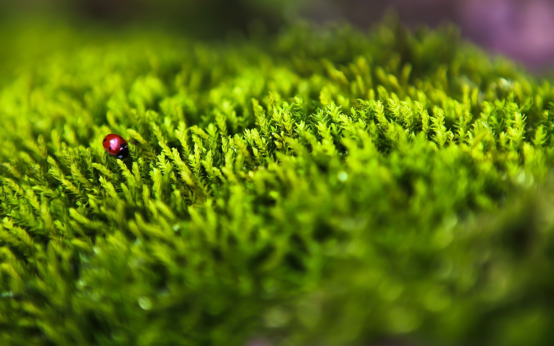 Insects: Moss Ladtbug Macro Ladybird Wallpapers Hd Insect for HD 16 ...