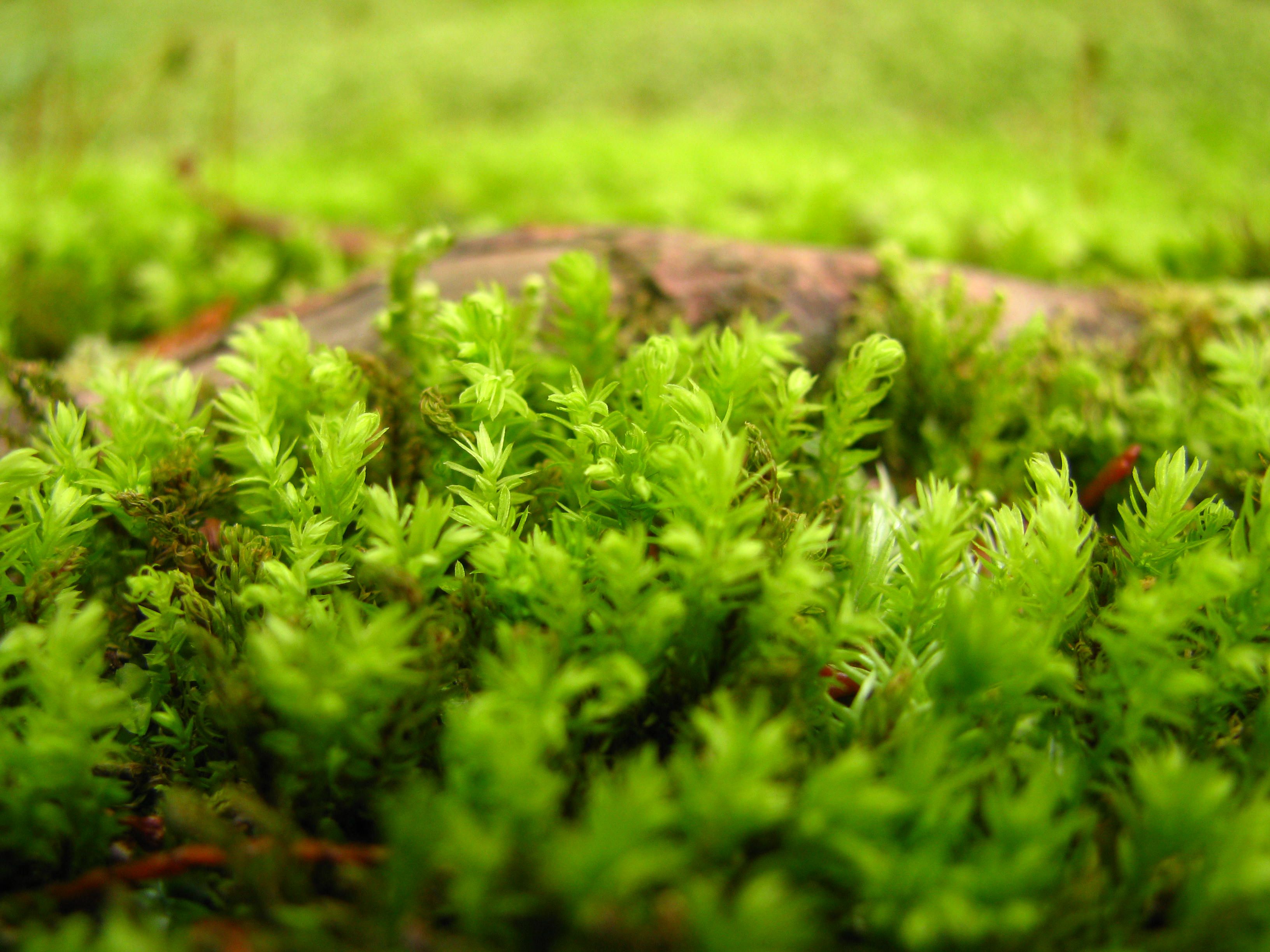 Image result for moss macro | Moss | Pinterest