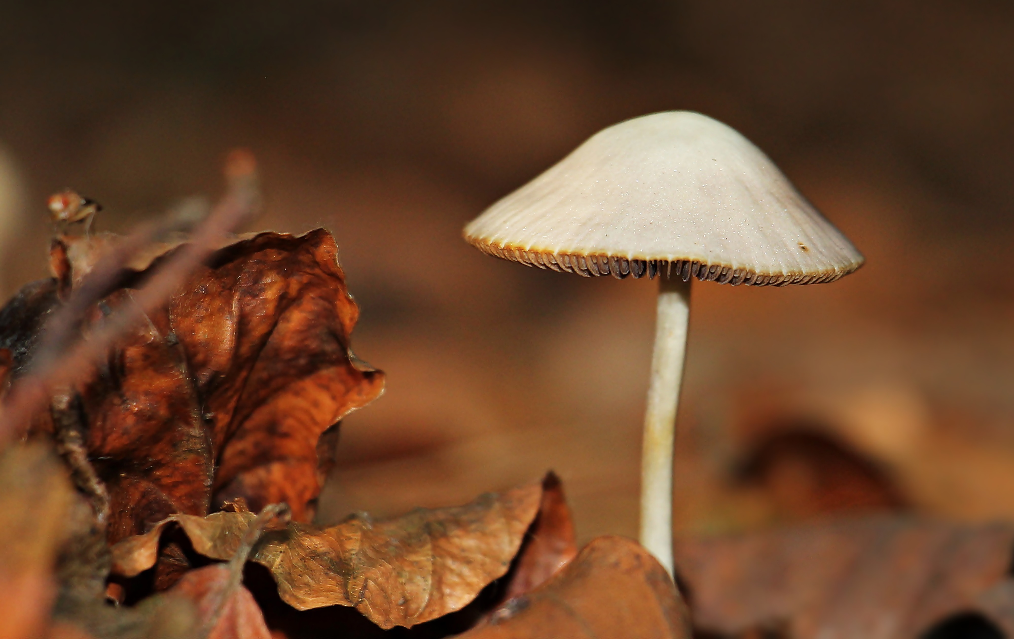 Macro mushroom photo
