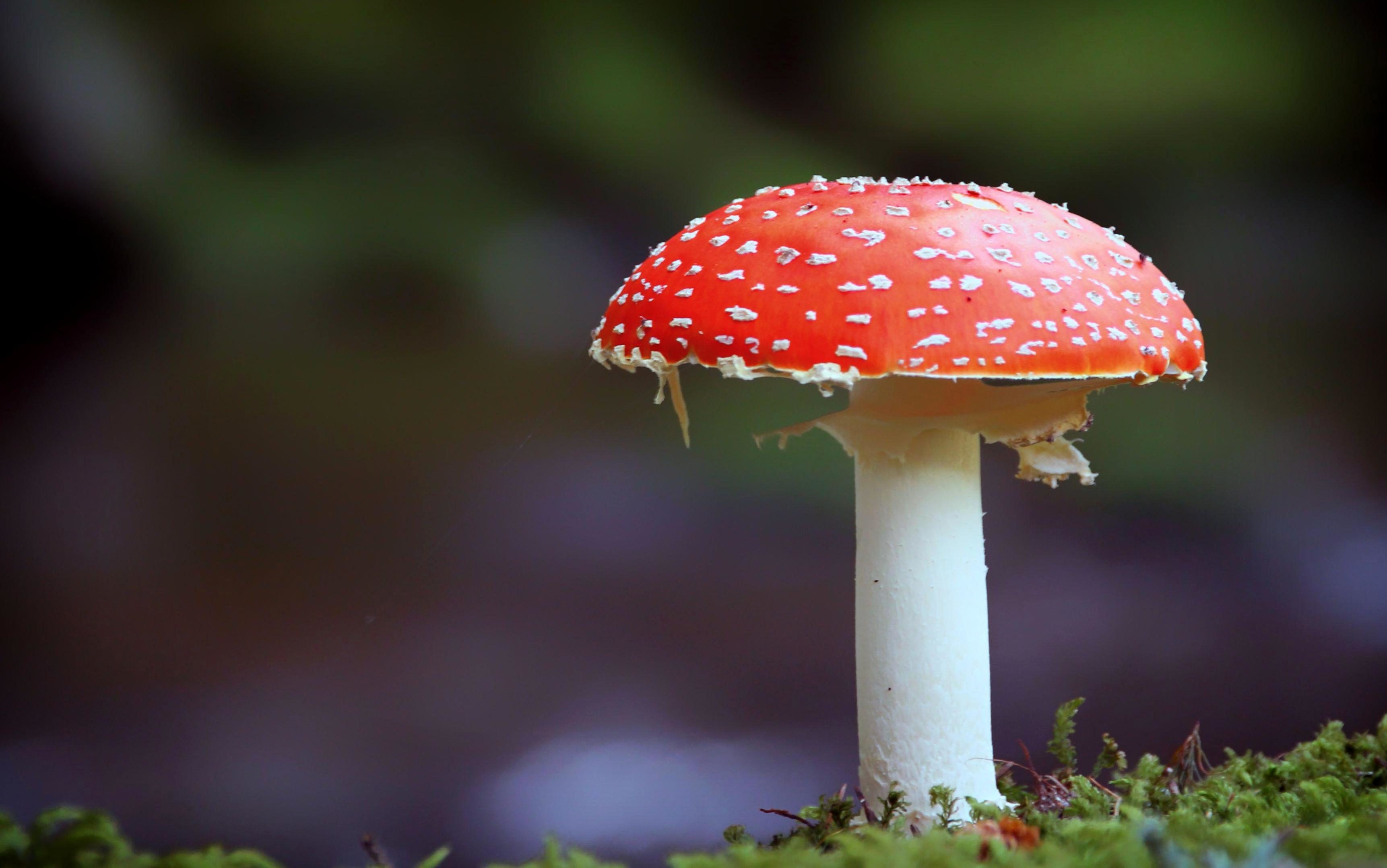 Free picture: mushroom, nature, macro, flora, fungus