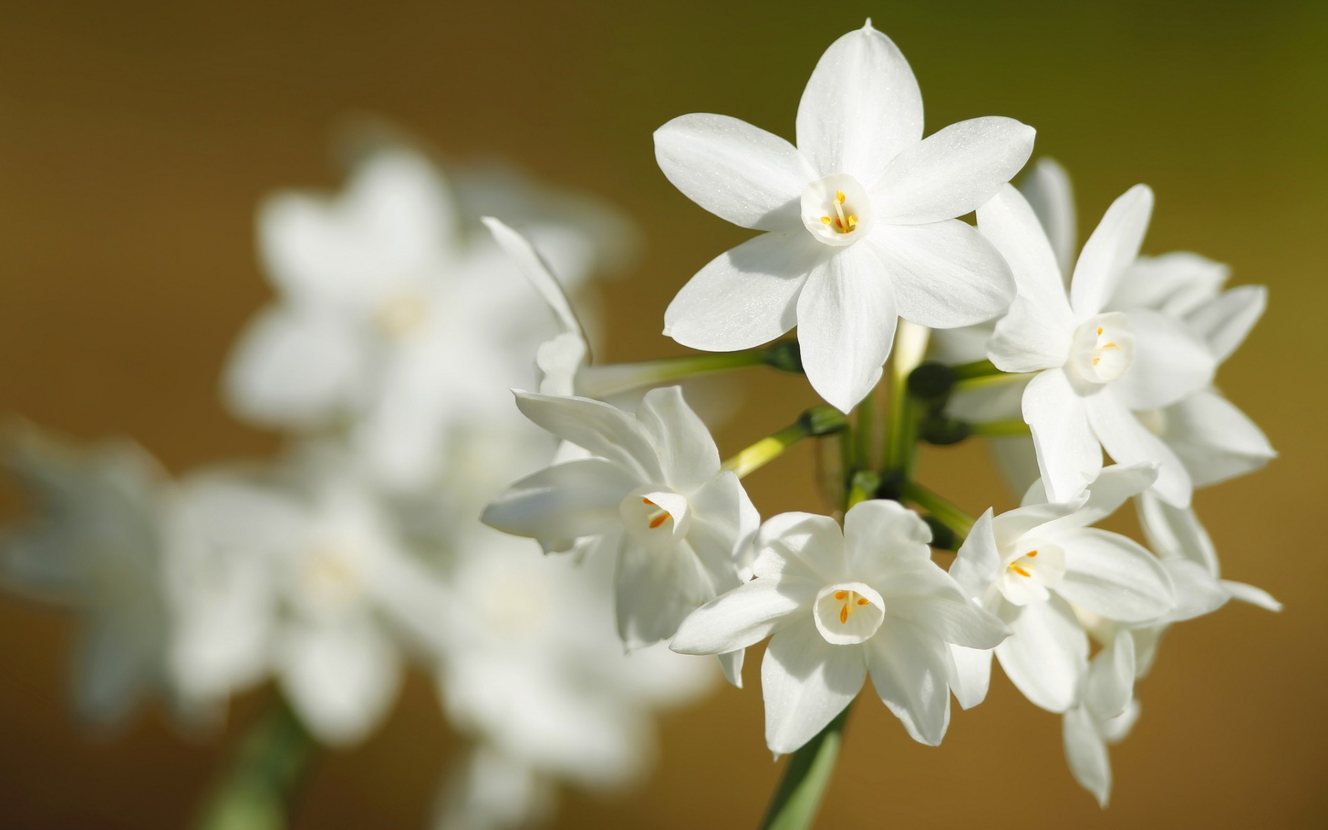 Flowers: Flowers Nature Narcissus White Desktop Flower Wallpaper Hd ...