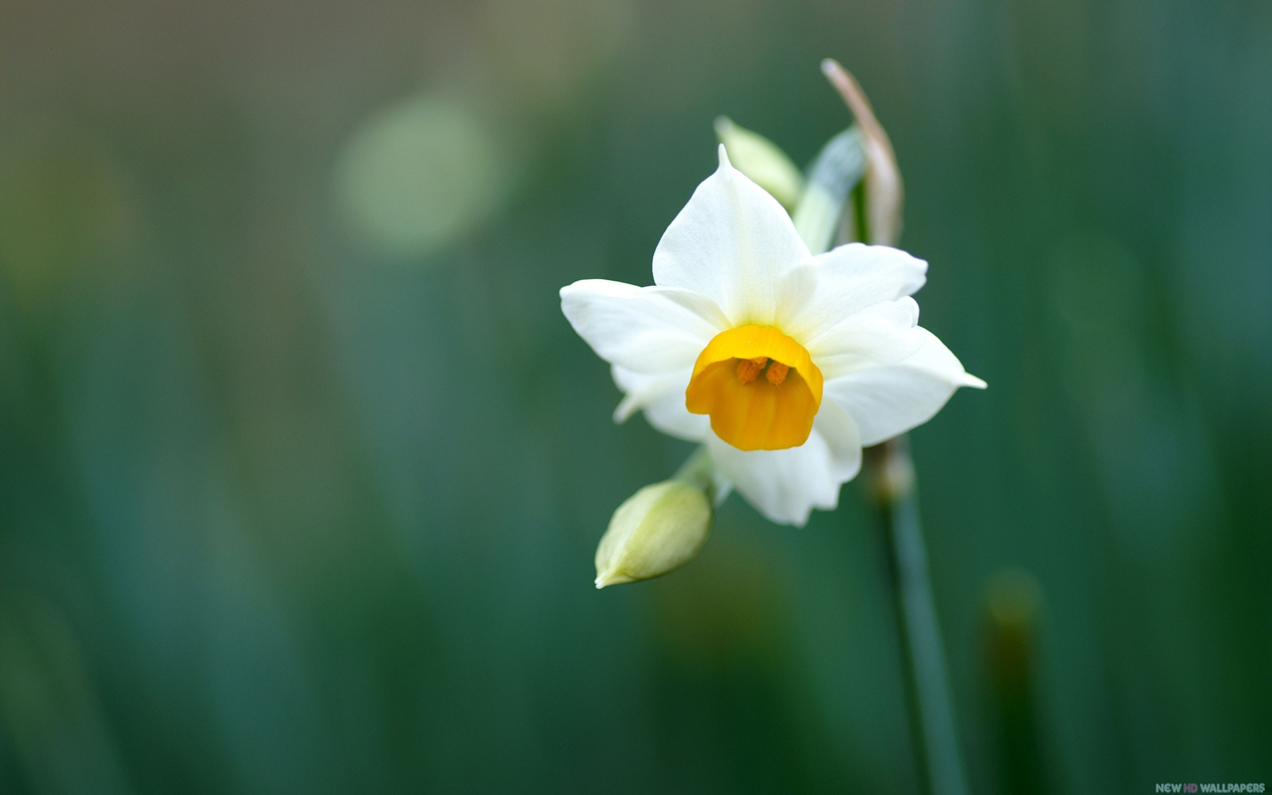 Macro Daffodil White Flower wide Wallpapers - New HD Wallpapers
