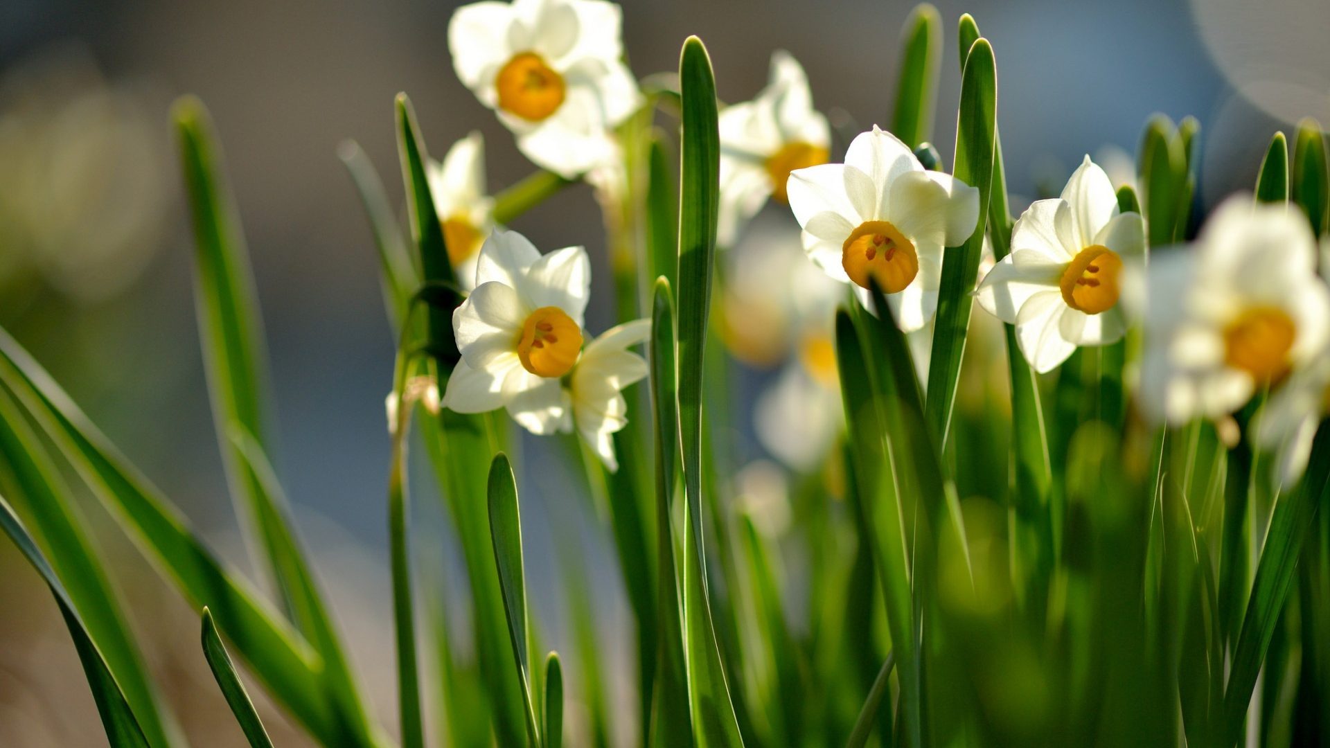 Flowers: Macro Daffodils Spring Flowers Best Hd Nature Picture for ...