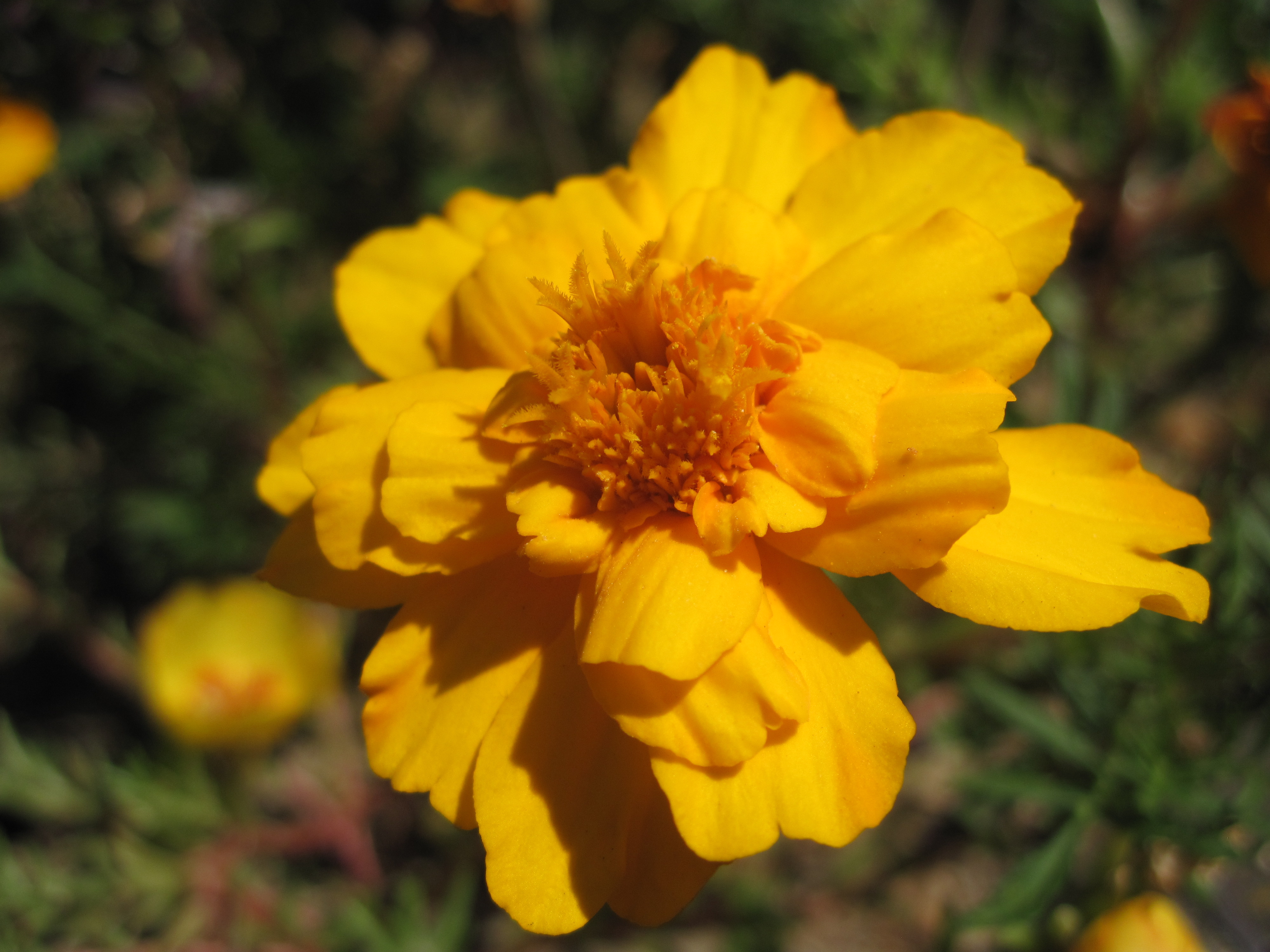 Macro of beautiful yellow flower photo