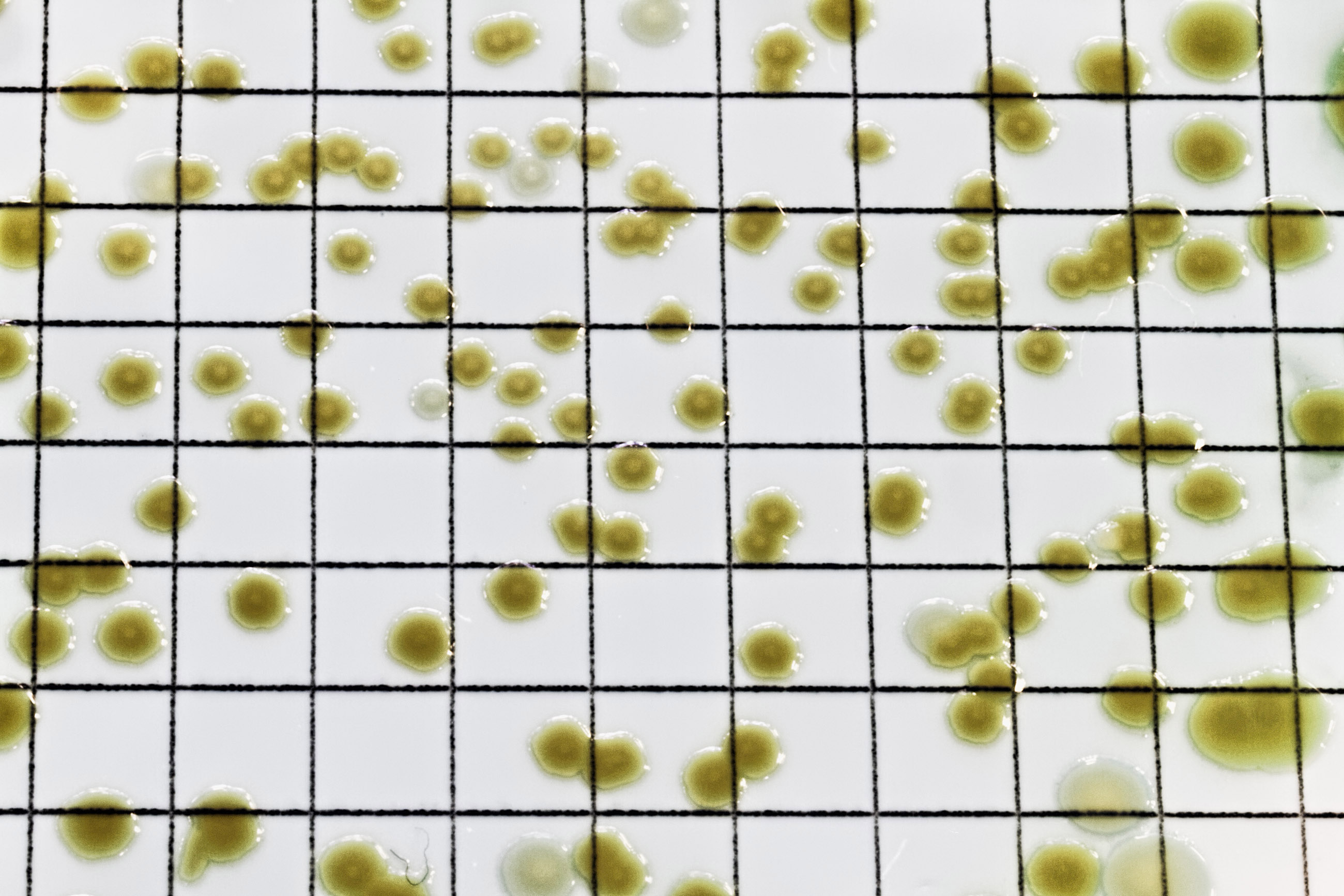 Macro of pseudomonas bactera colonies photo
