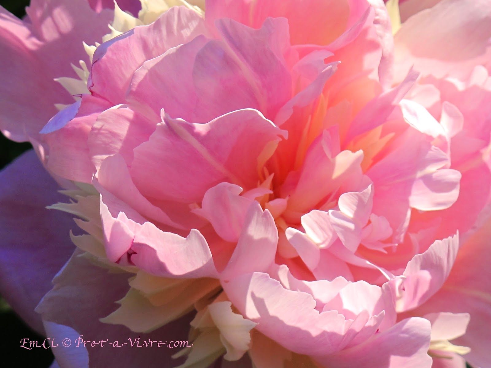 pink peony macro | FLOWERs | Pinterest