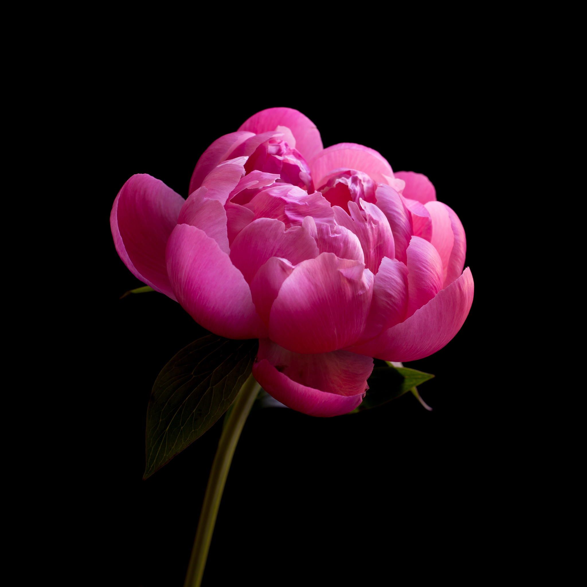 Low key Pink Peony macro by Greg Kirkpatrick on 500px | suman ...