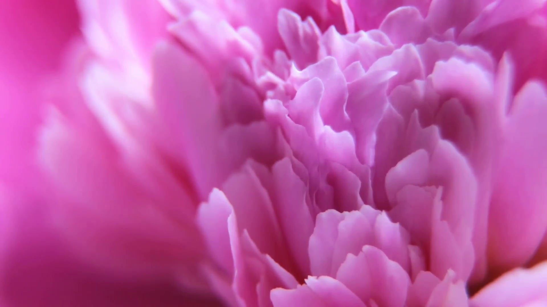 Video Macro pink peony petals Stock Video Footage - Videoblocks