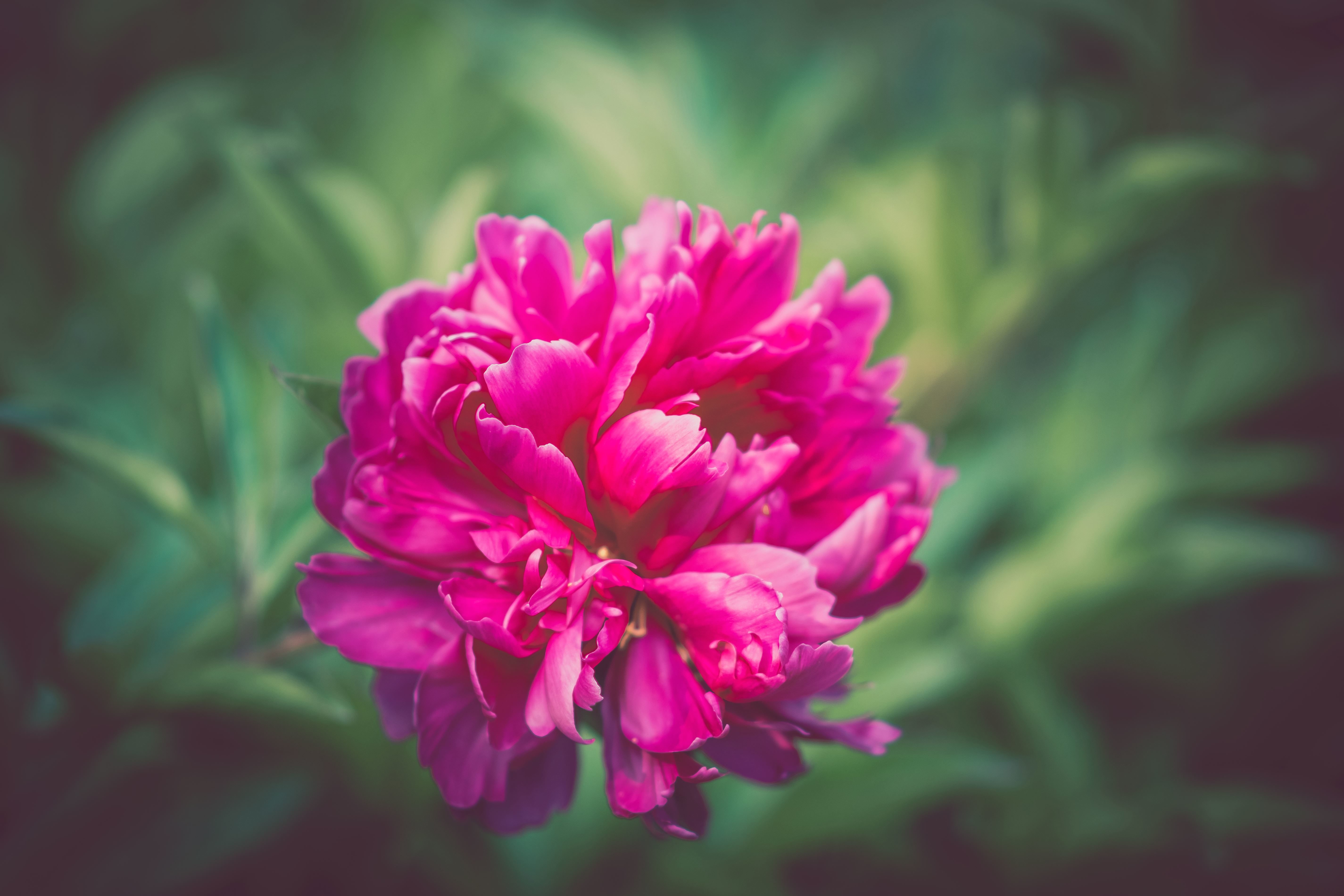Free picture: peony, flower, macro, plant, bloom, blossom