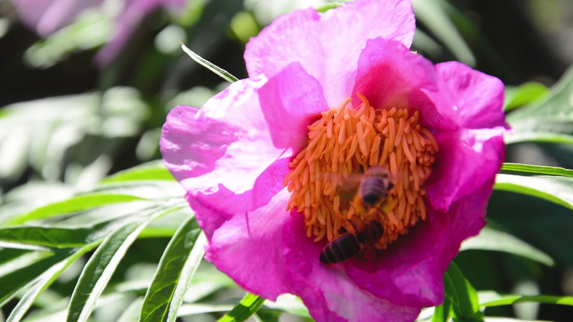 Peony flower paeonia and two bees in wild nature - macro Stock Video ...