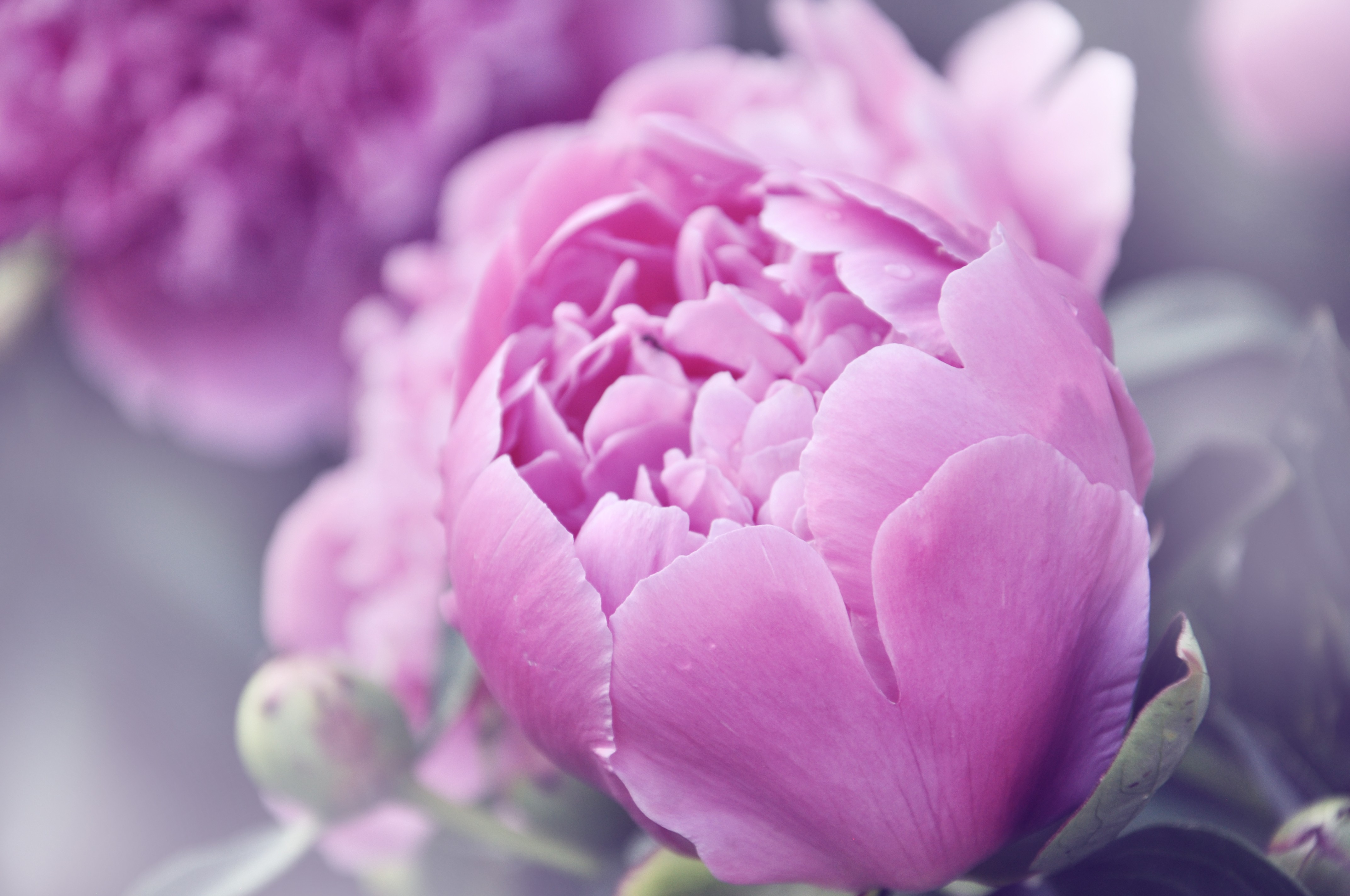 Flower: Beautiful Flowers Peonies Macro Nature Spring Pink Flower ...