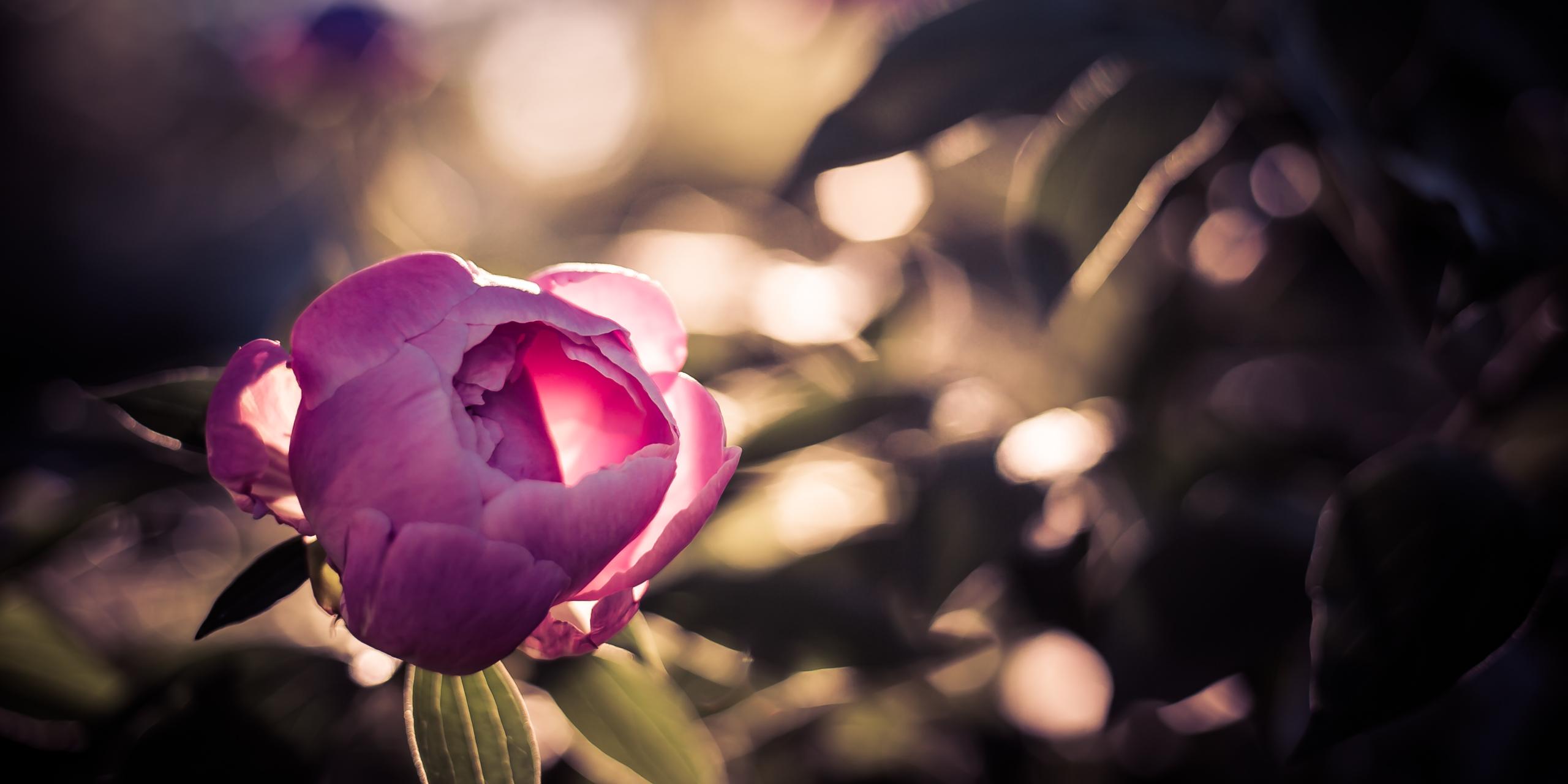 Can a peony bring one peace? — Greg Molyneux Photography