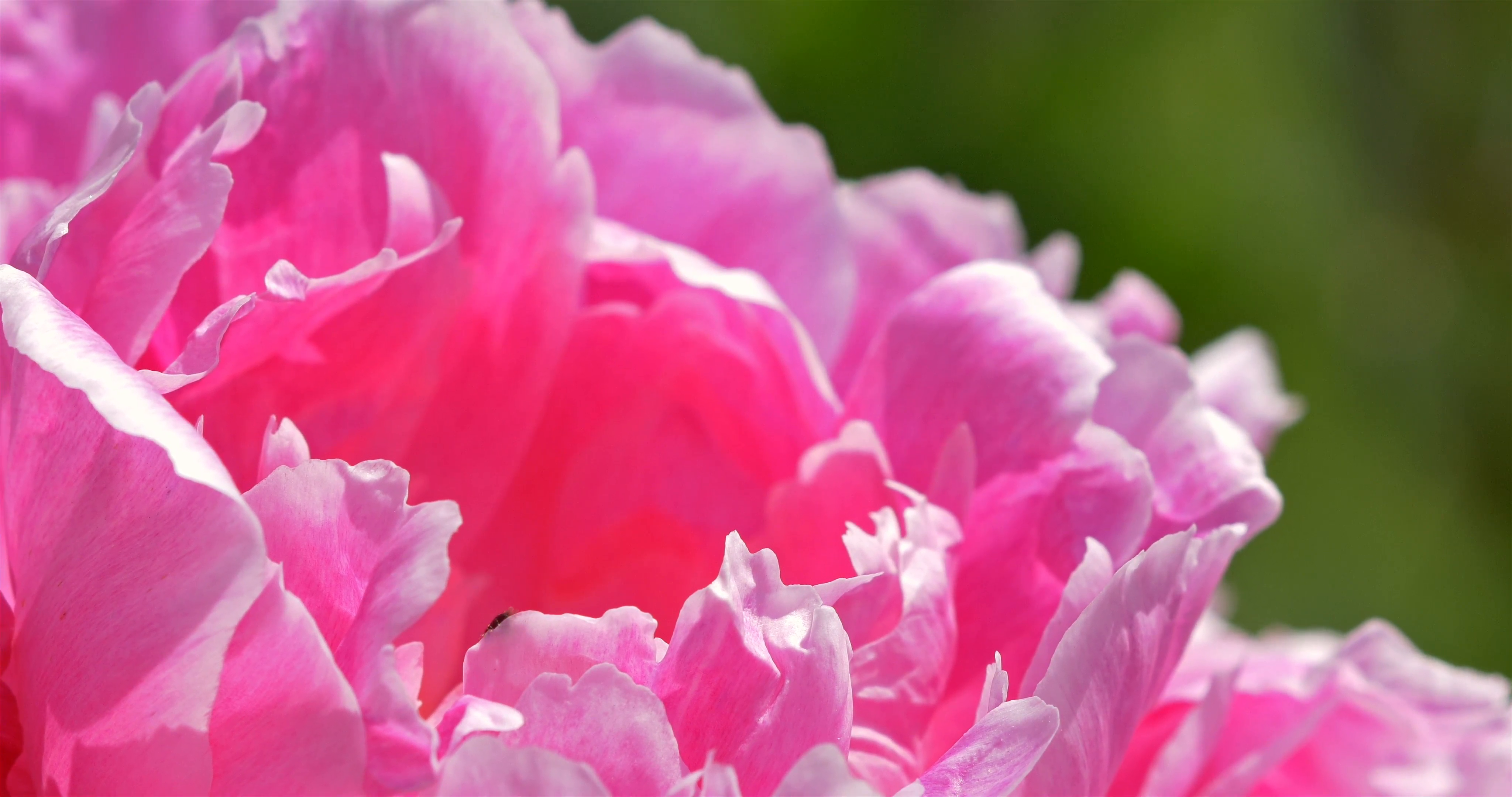 Pink Peony (Paeonia) Flower Close Up Stock Video Footage - Videoblocks