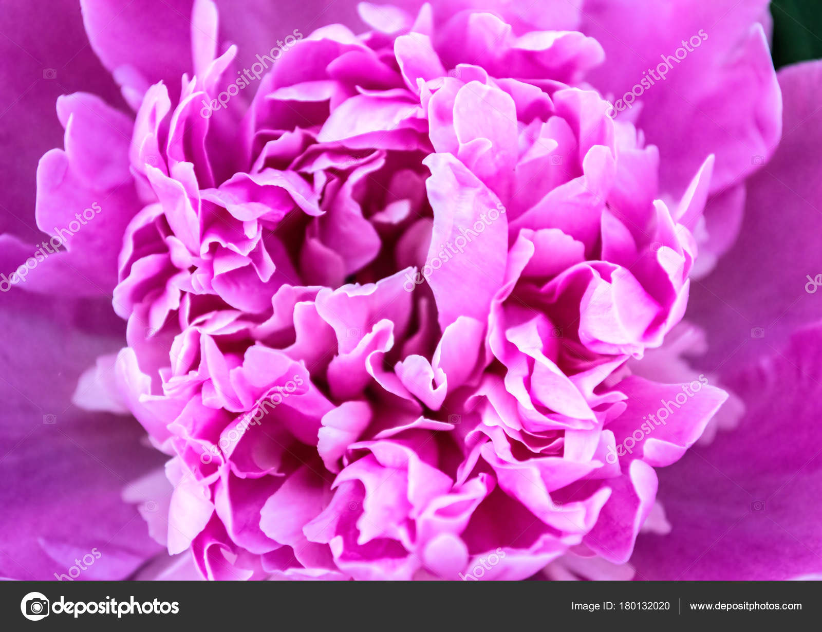 Peony macro Pink flower. Delicate color blurry texture. — Stock ...