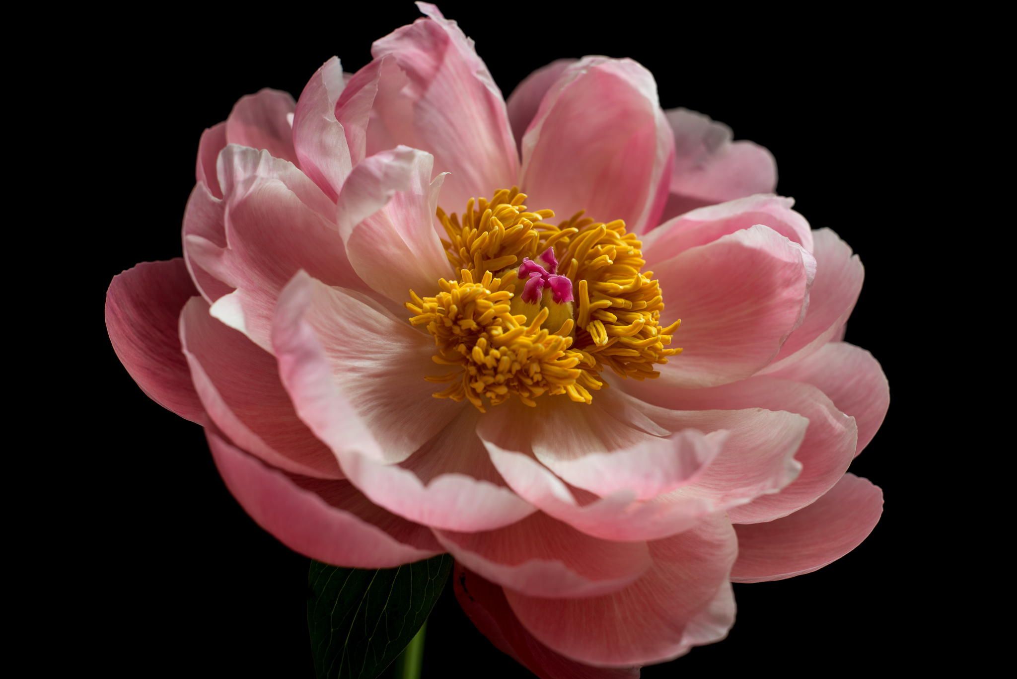 Pink Peony : Flower macro - Click the image to view on black, then ...