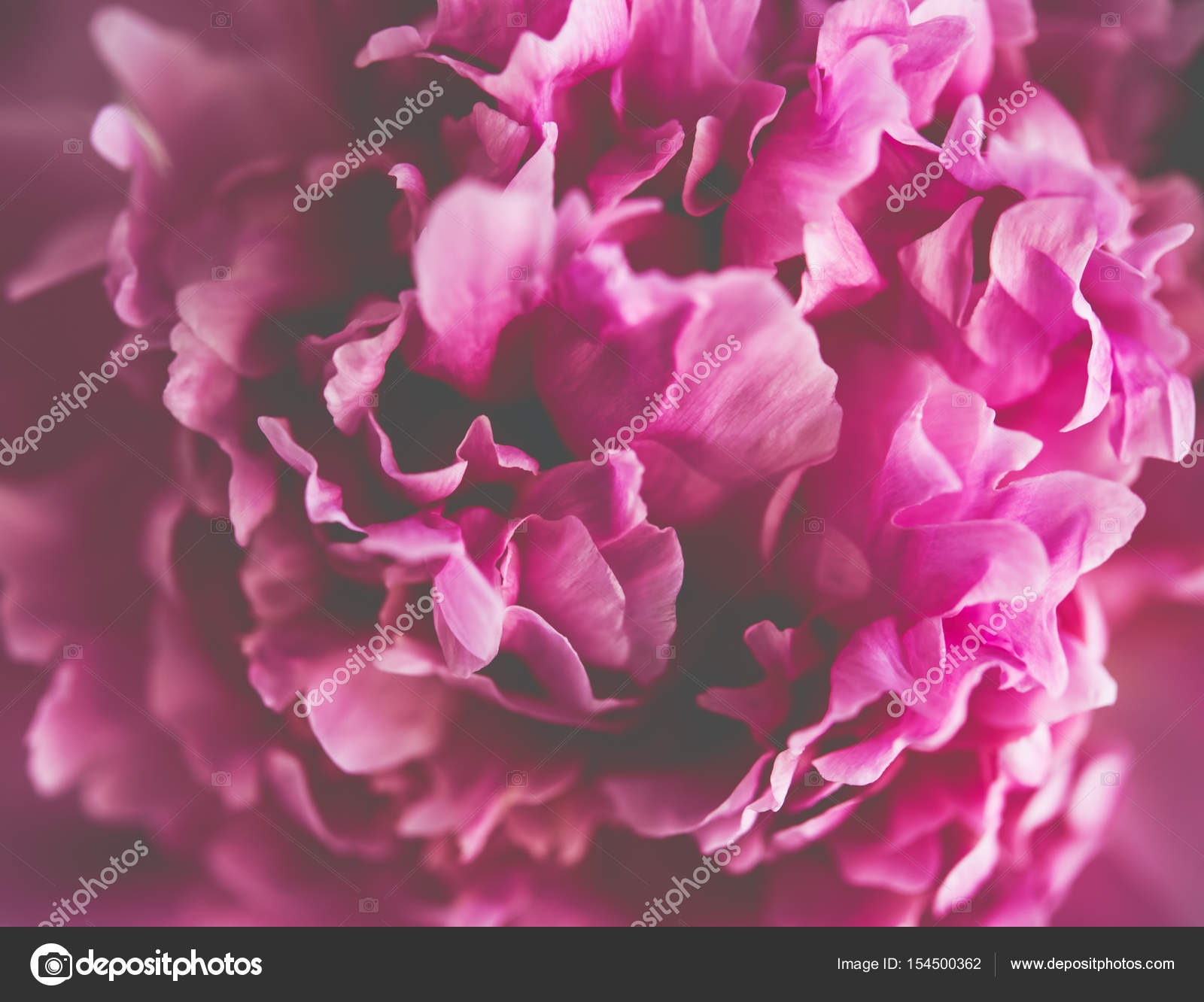 pink peony flower petals macro shot, elegant natural floral wedd ...